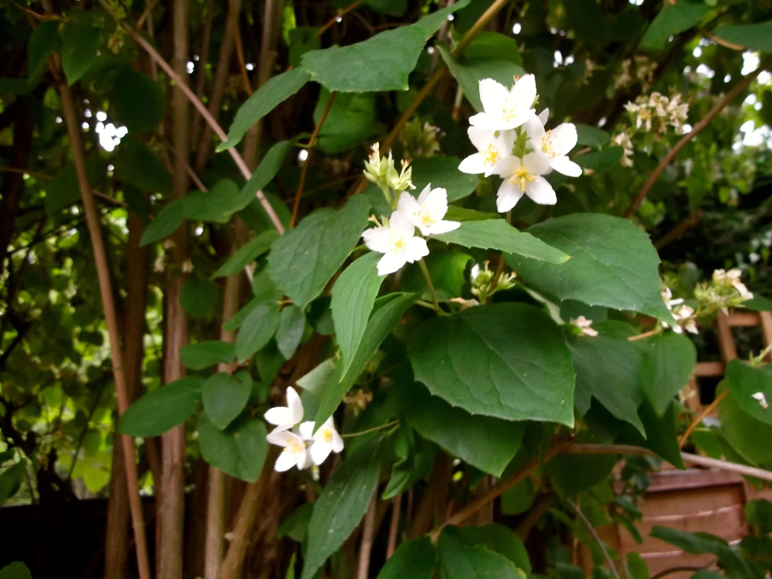 THE MOCK ORANGE IS ALL BUT DONE