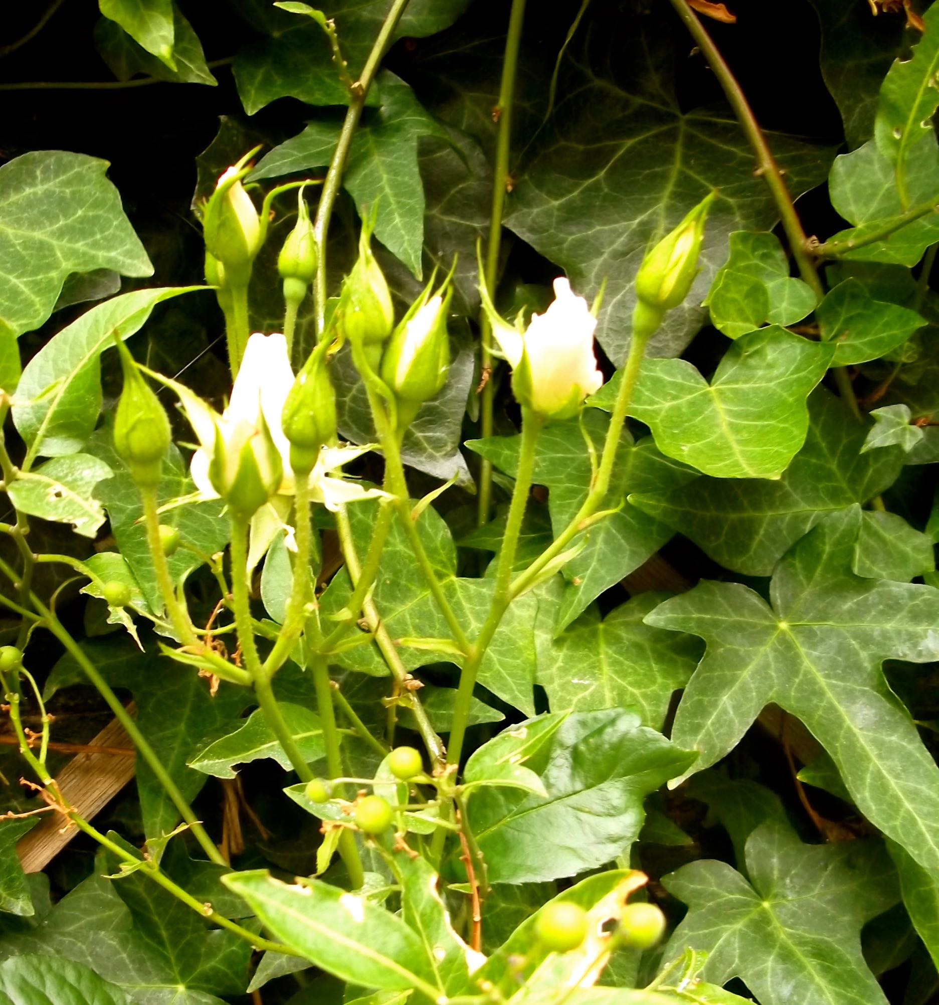 WHITE ROSEBUDS CLIMBING THE TRELLIS ON THE PATIO