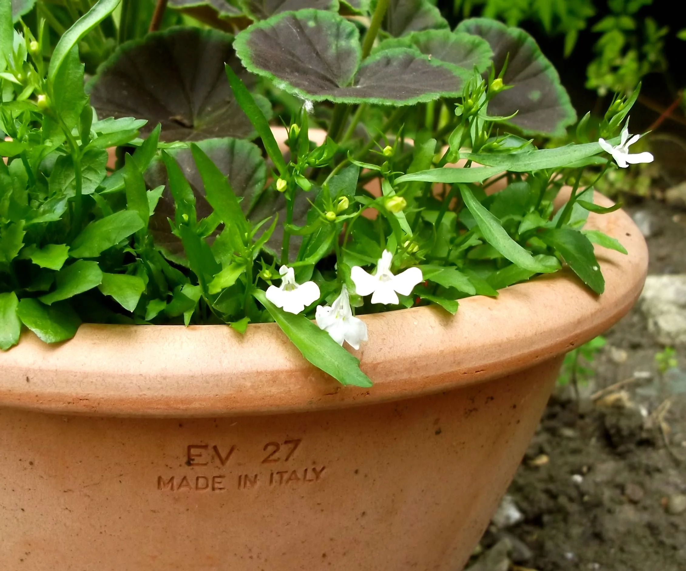 THE FROTH OF LOBELIA JUST STARTING IN THE PATIO POTS
