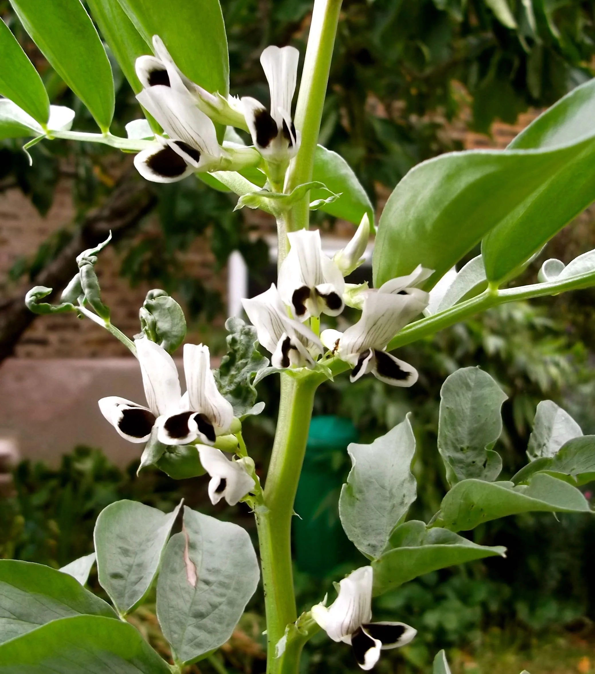 IN THE VEG BEDS, SOME LATE FLOWERING BROAD BEANS