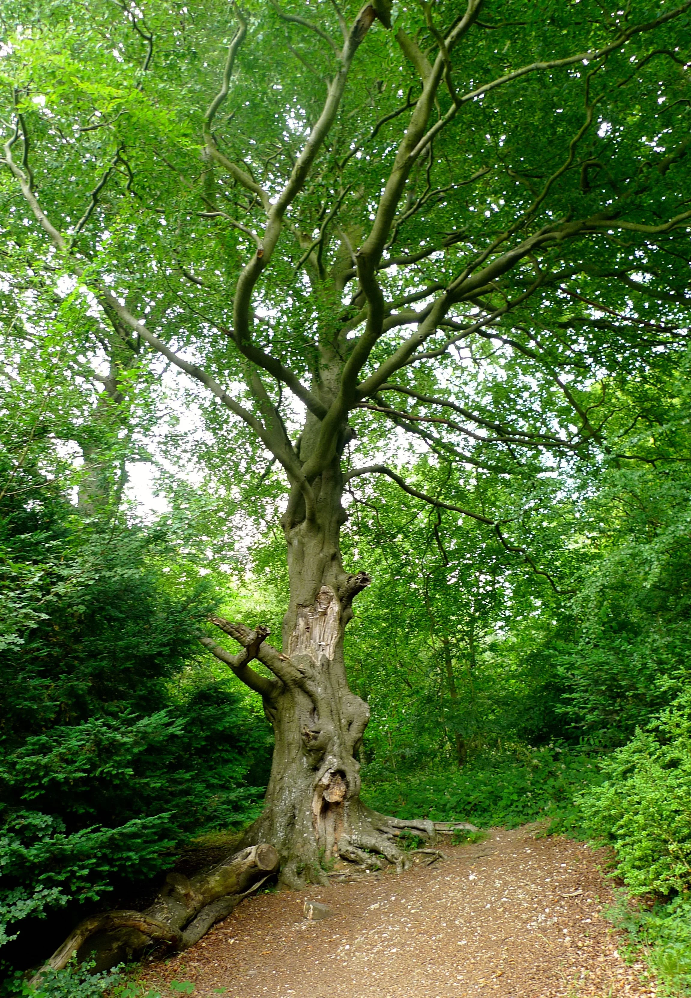 TreesatBoxHill.jpg