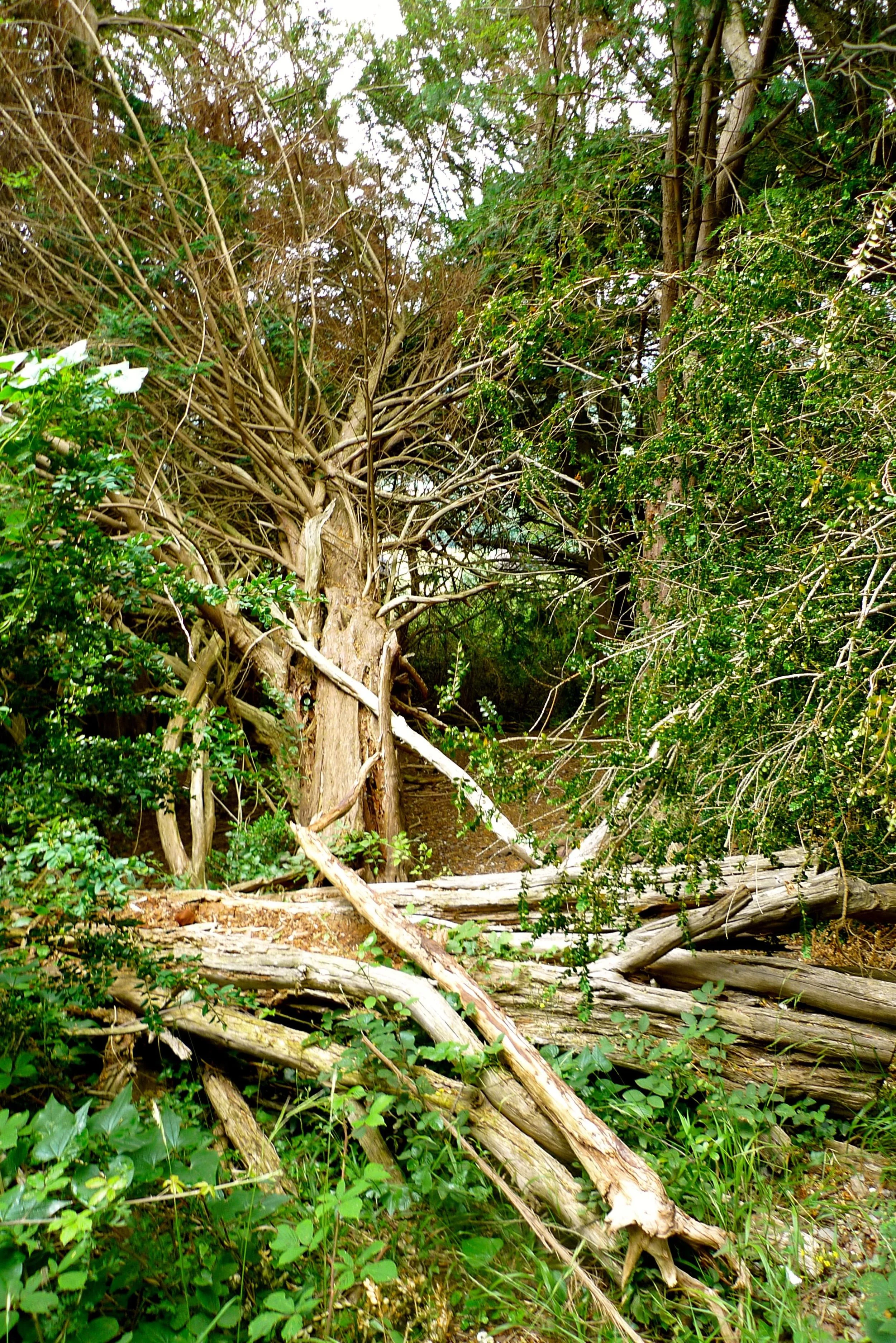 WoodsatBoxhill.jpg