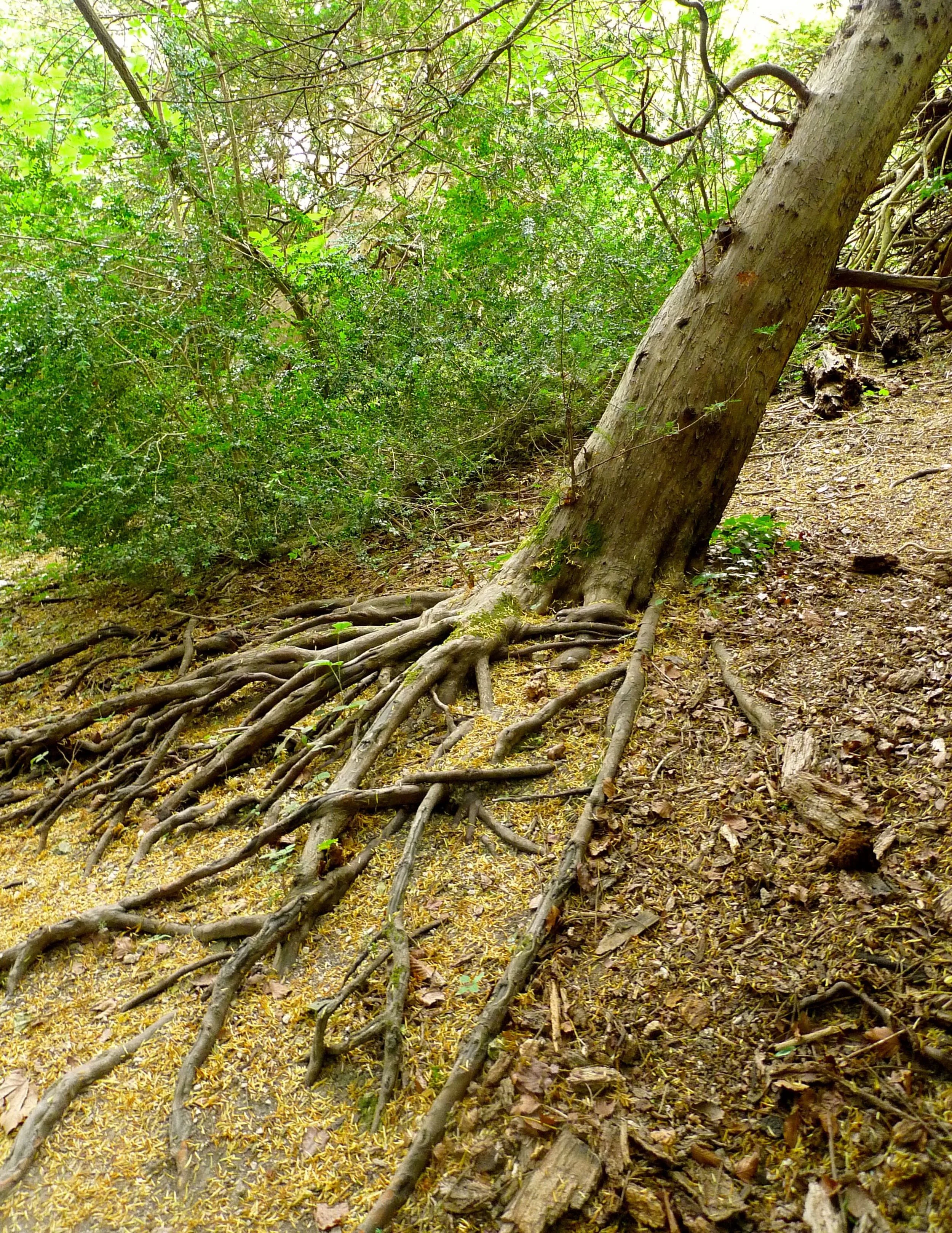 Treesgrowinguphill.jpg