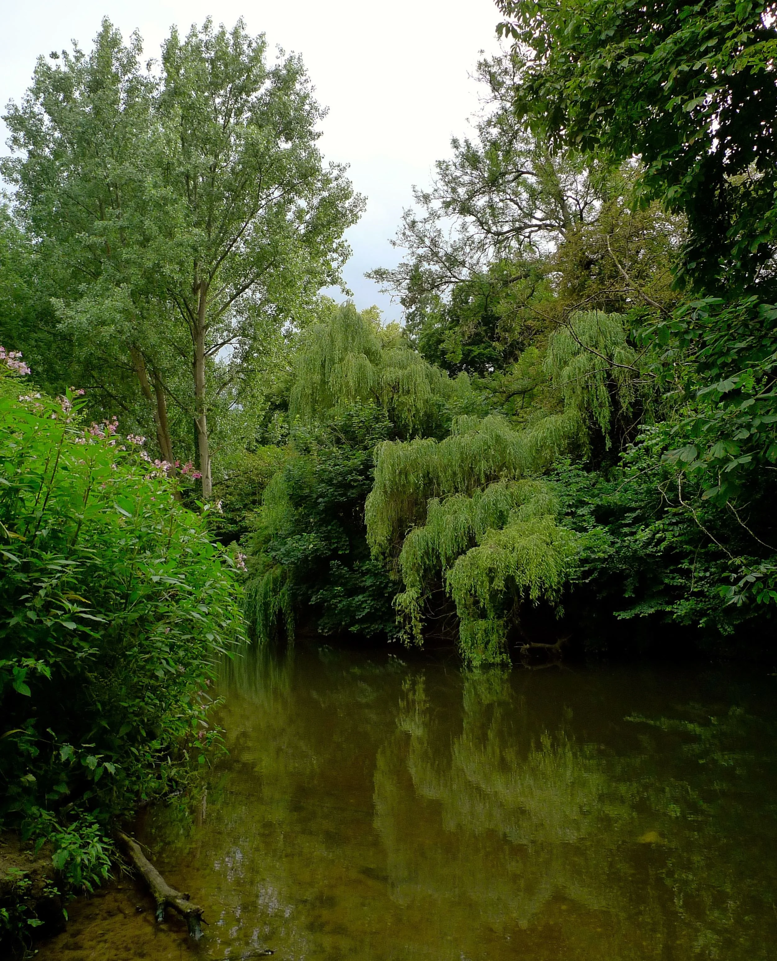 RiverMoleSurrey.jpg
