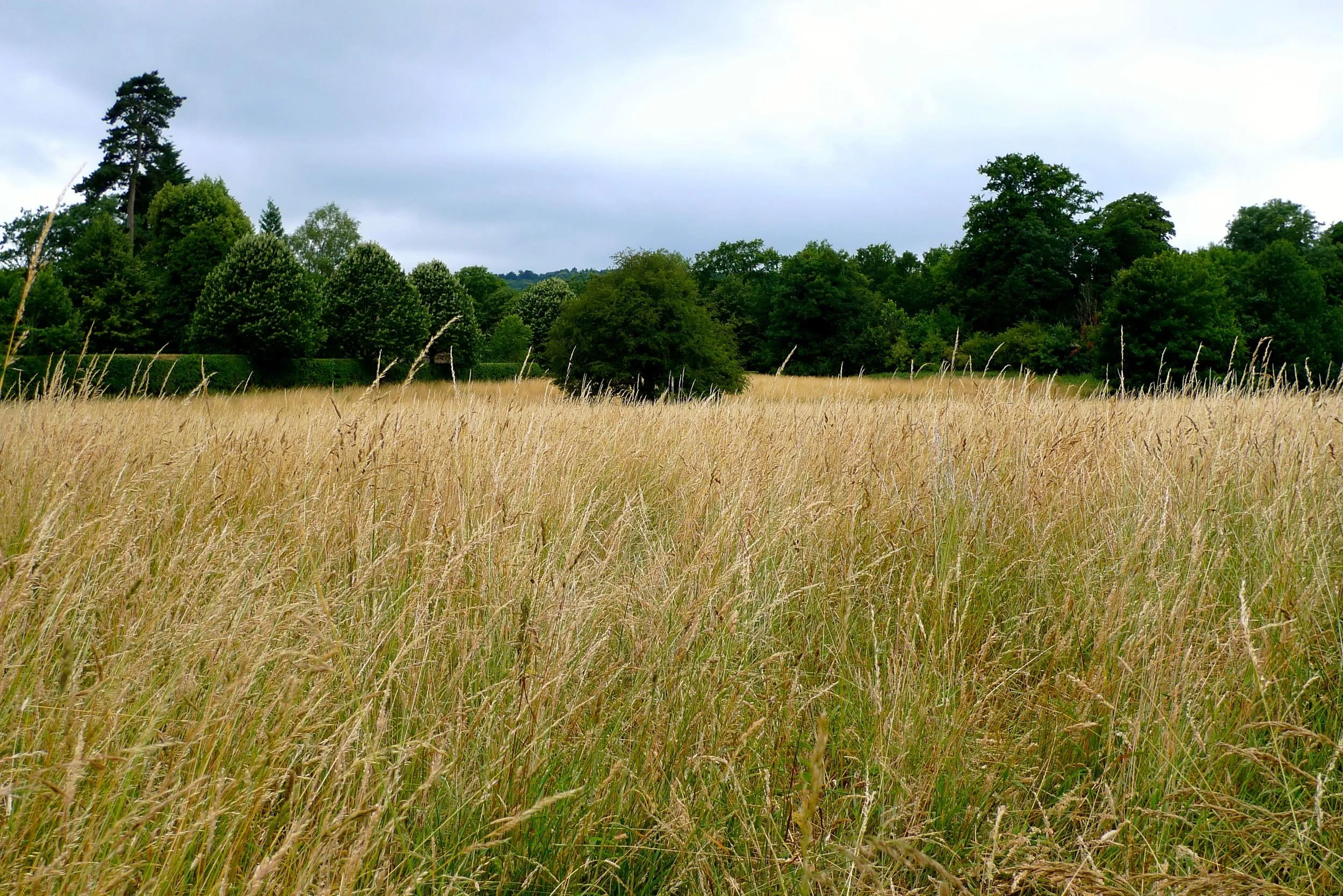 meadow.jpg