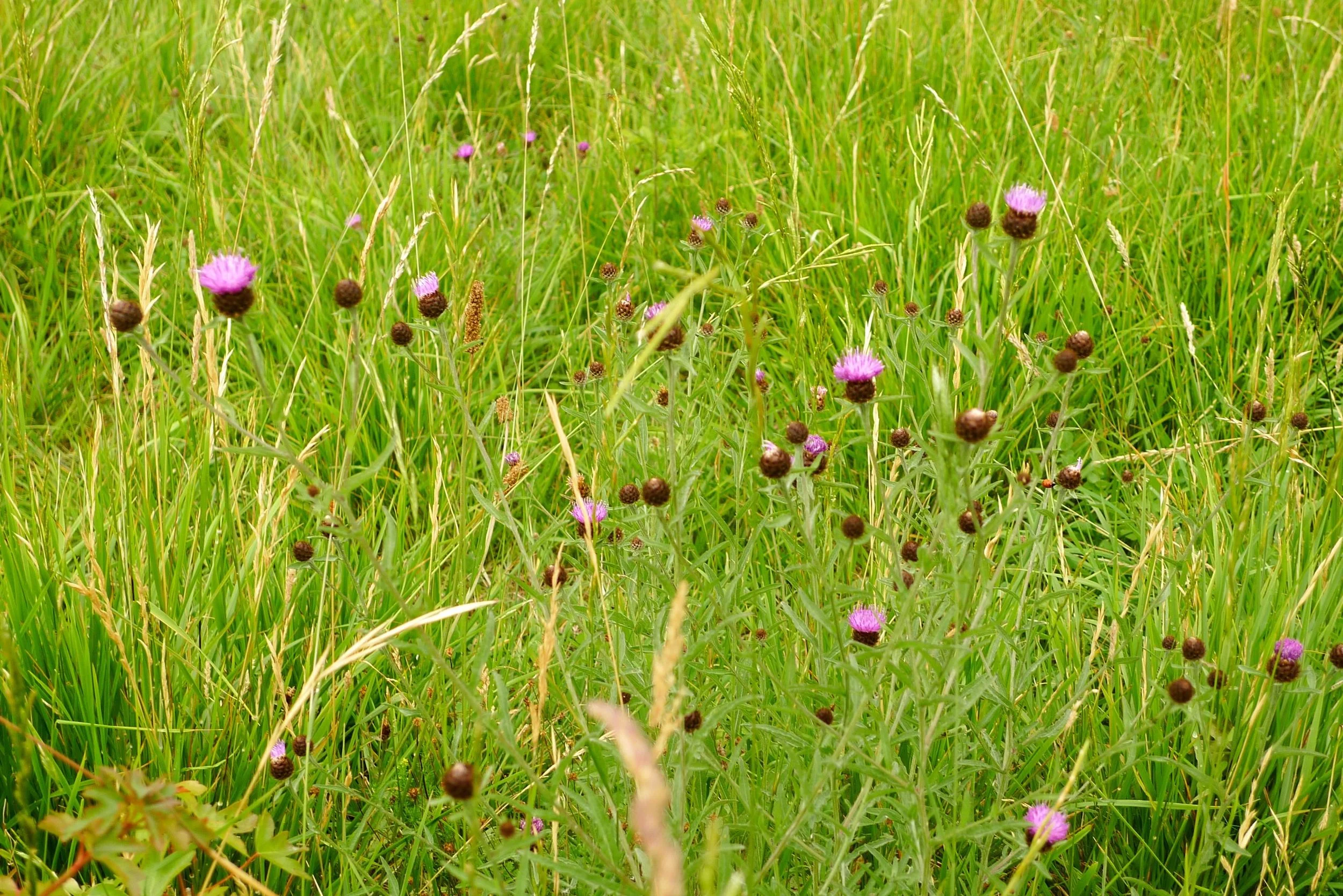 wildflowers.jpg