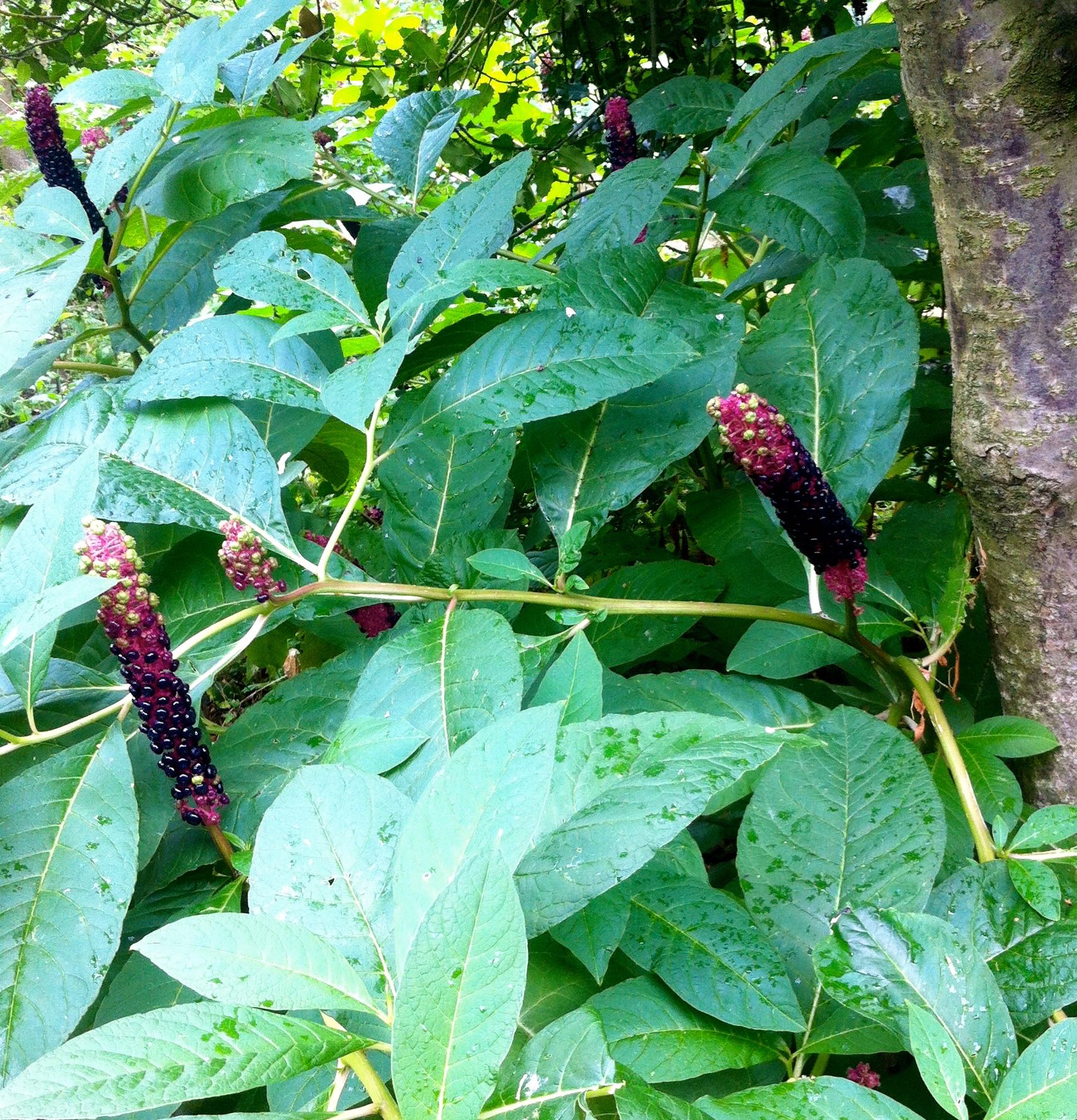 MYSTERY PLANT