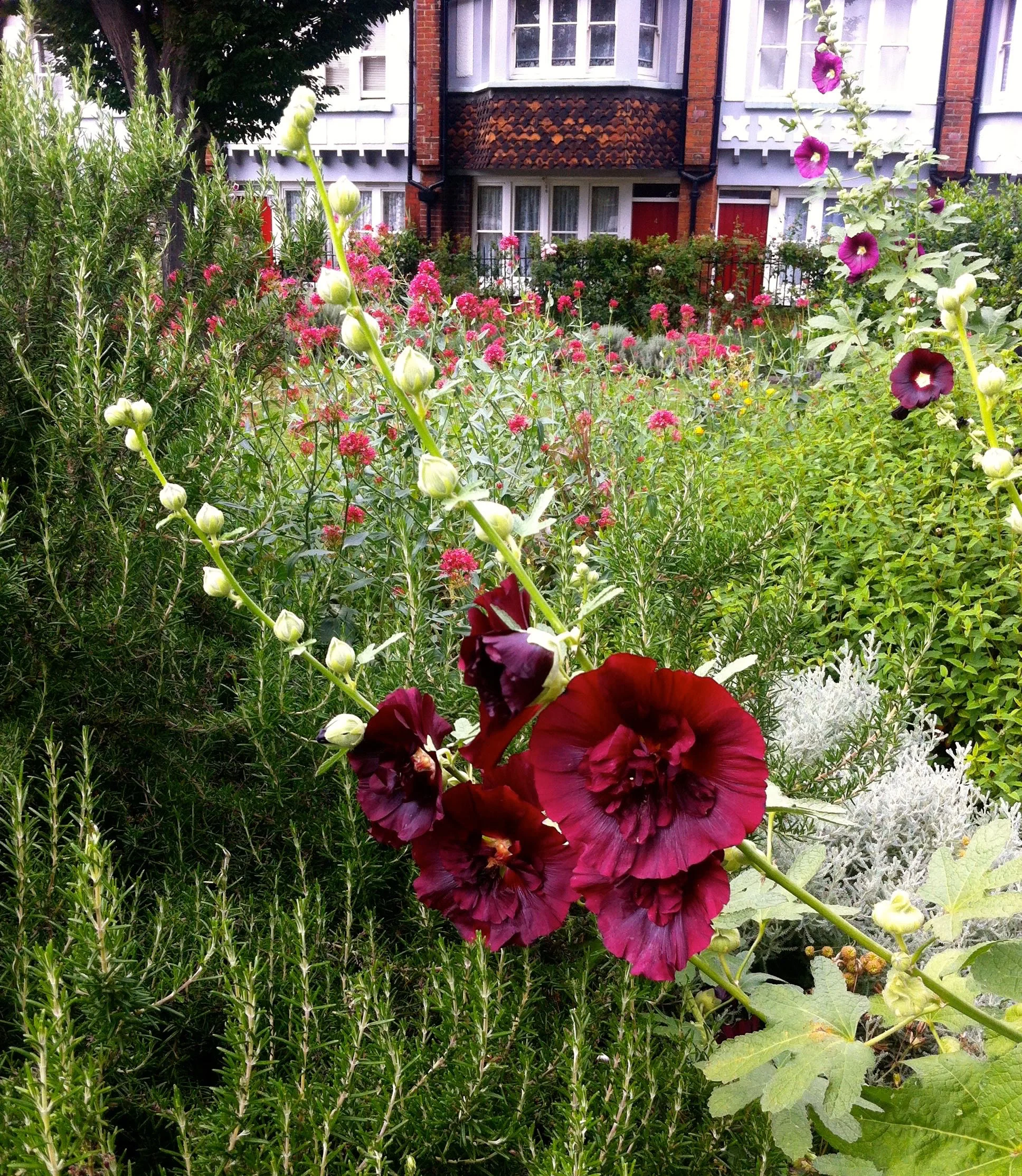 Hollyhocks.jpg