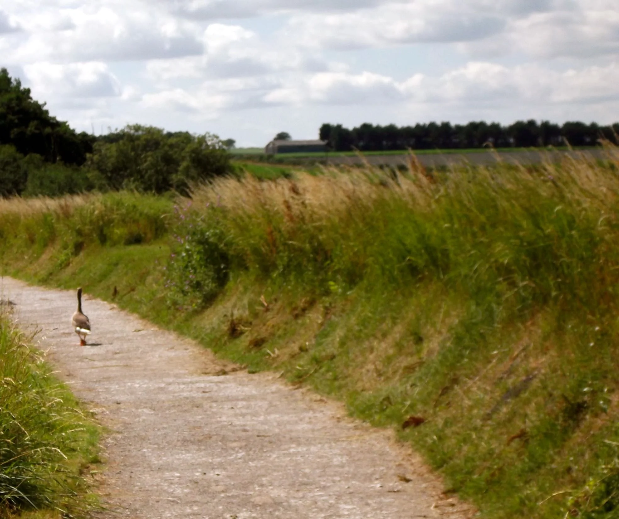 RSPBTitchwellNorfolk.jpg