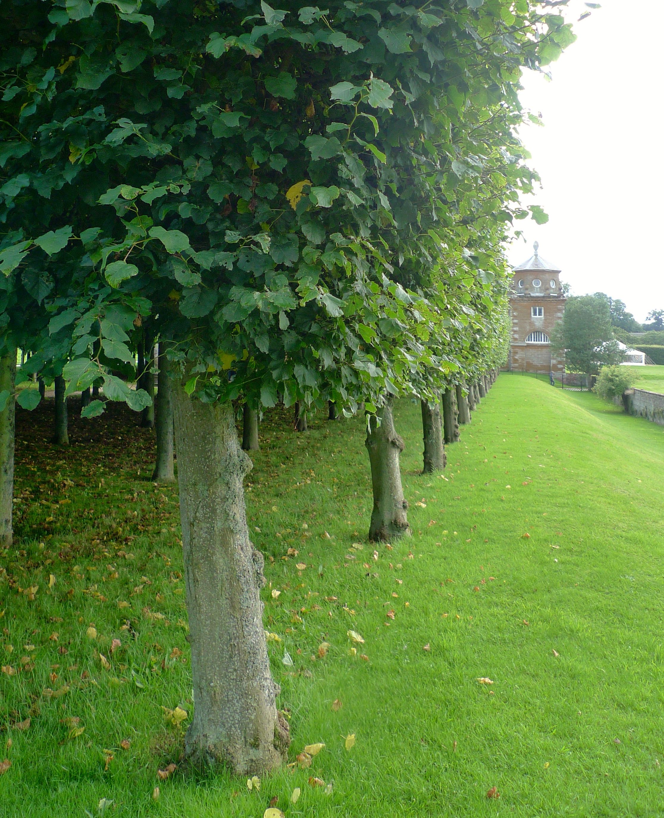 PLEACHED LIMES ALONG THE HAHA