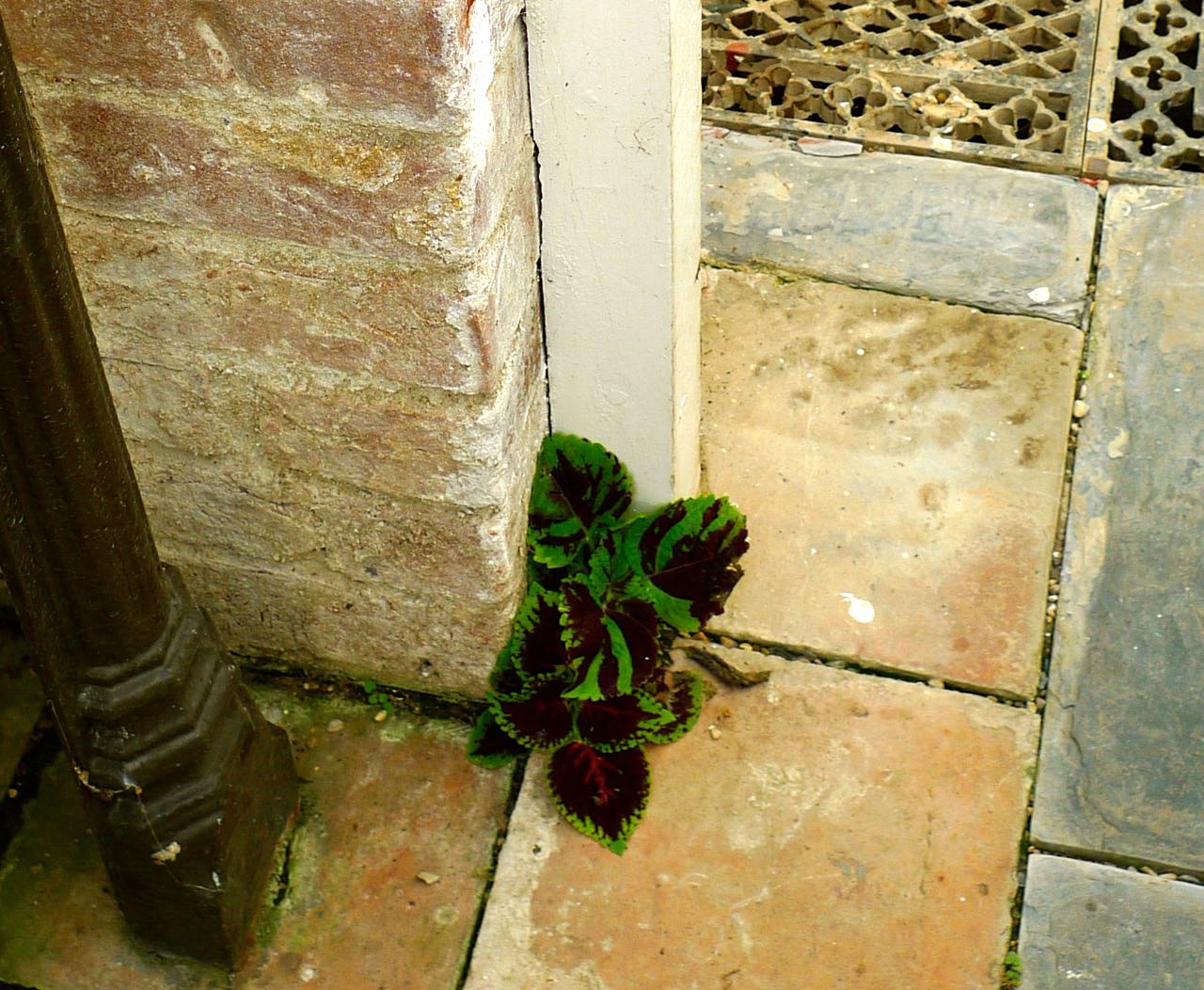 A VERY CHEEKY COLEUS