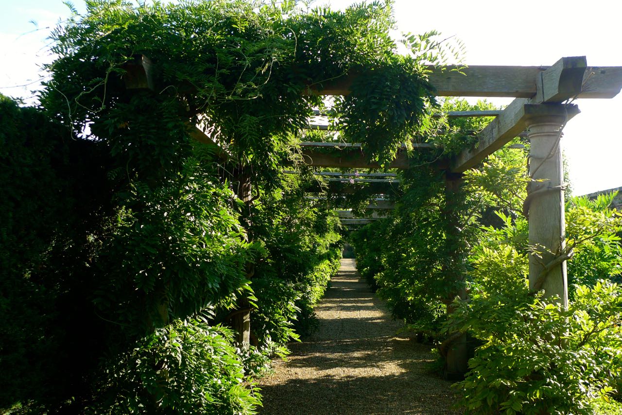 WISTERIA PERGOLA