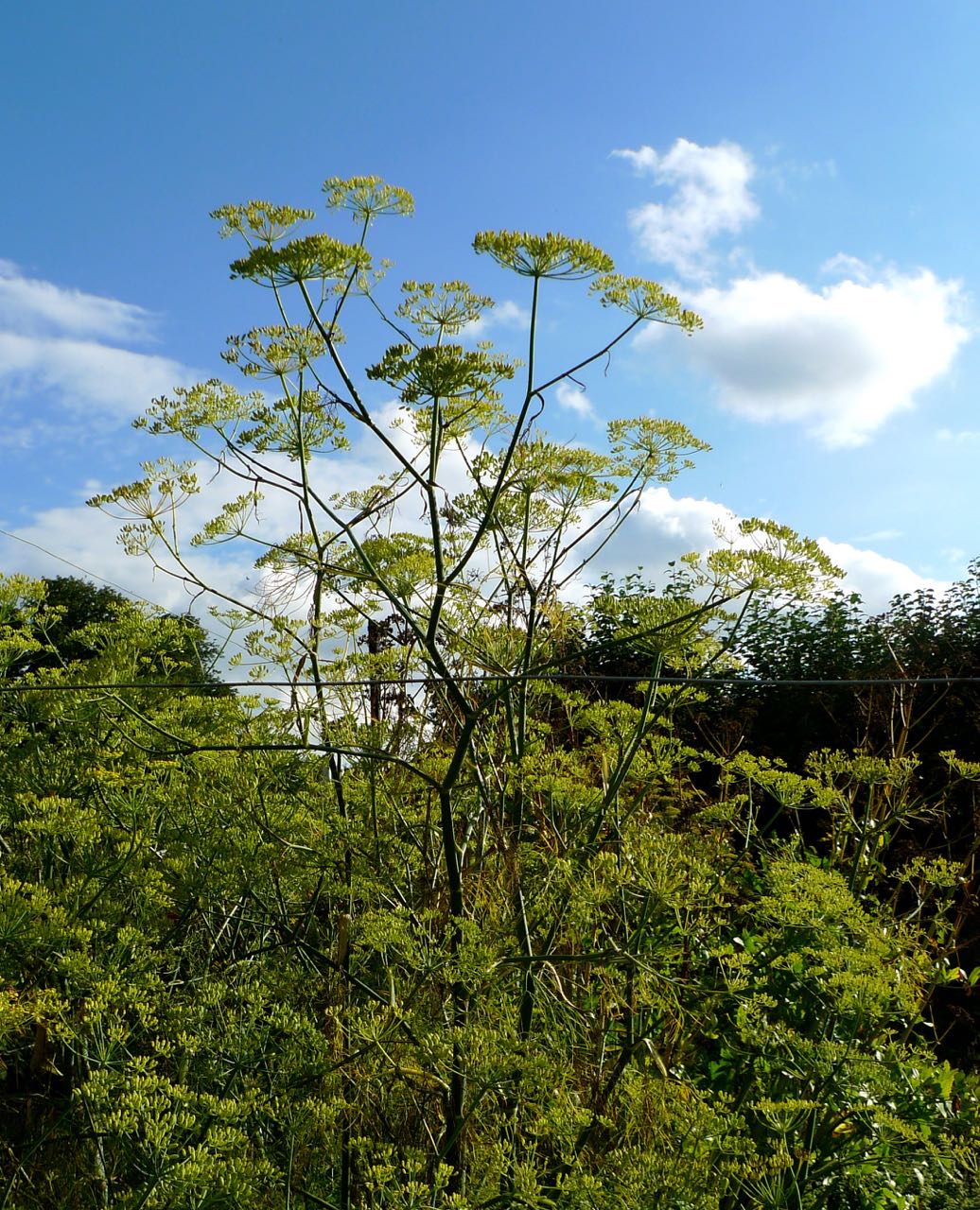 AH BLUE SKIES... AND FENNEL