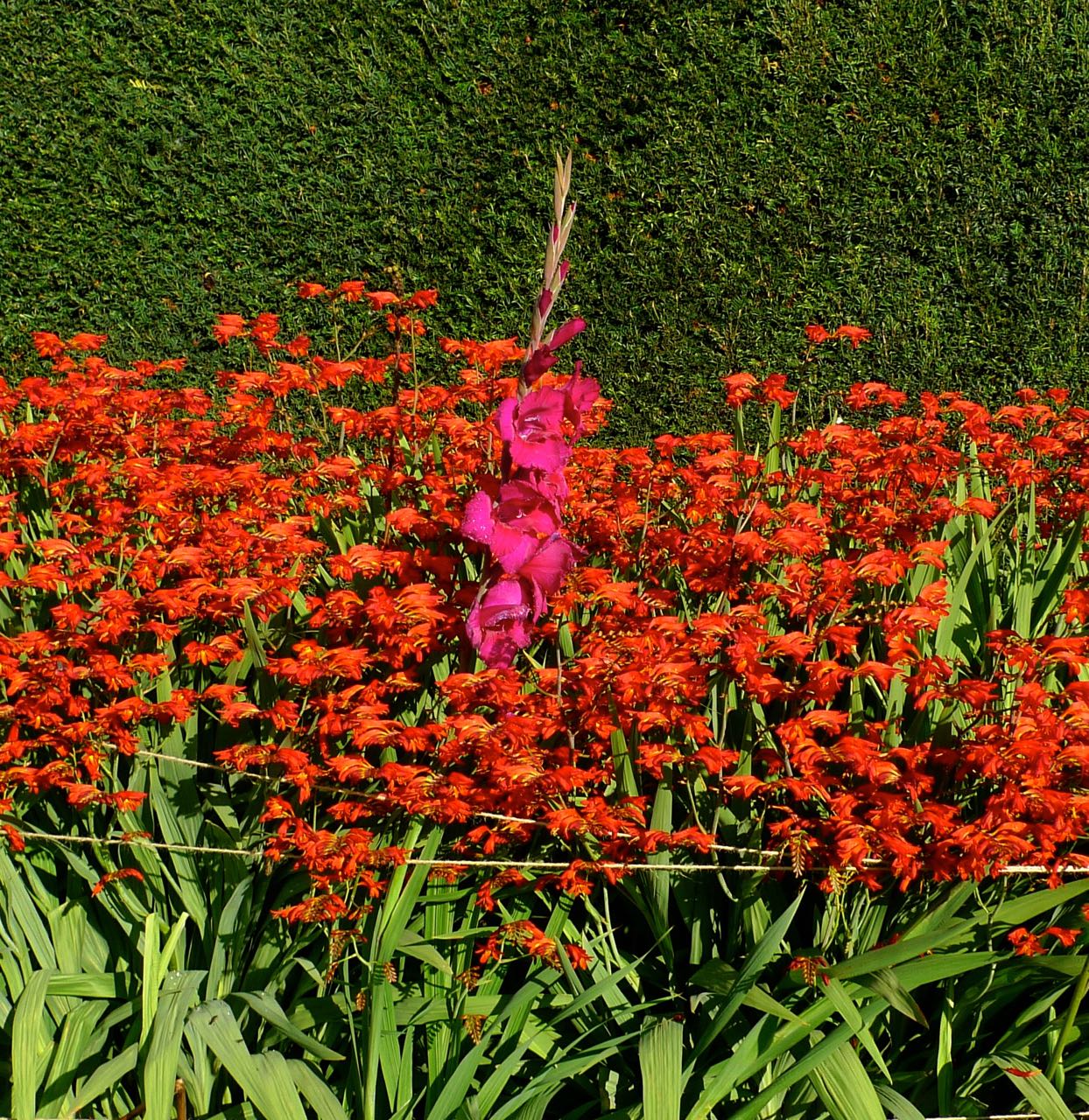 WHO PUT THE PINK GLADIOLI IN WITH THE REDS?