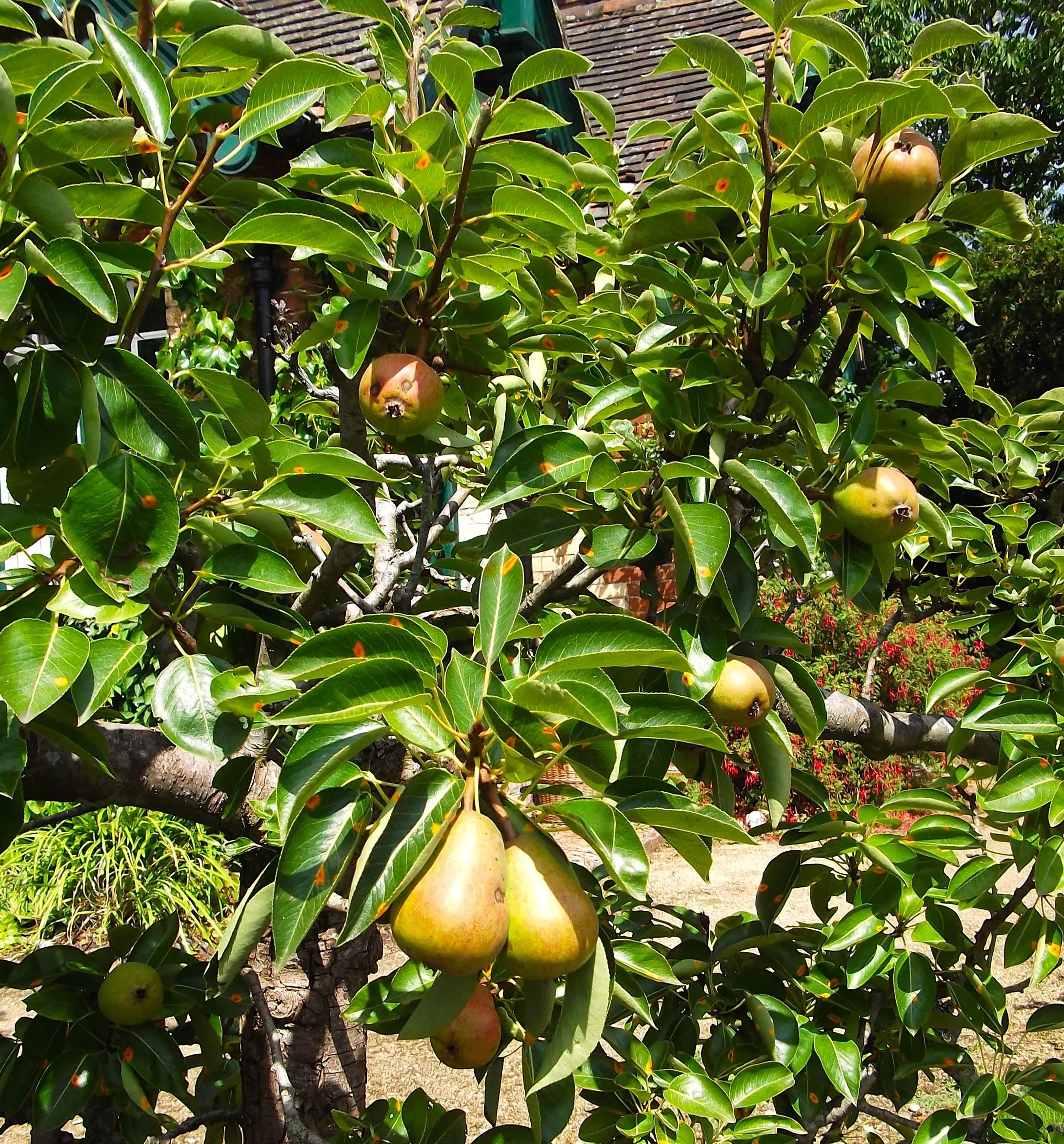 pears.jpg
