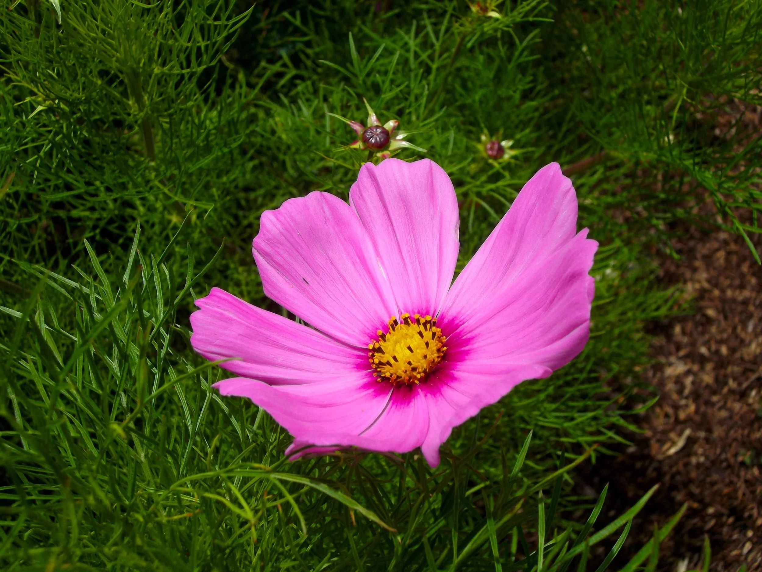 cosmos.jpg