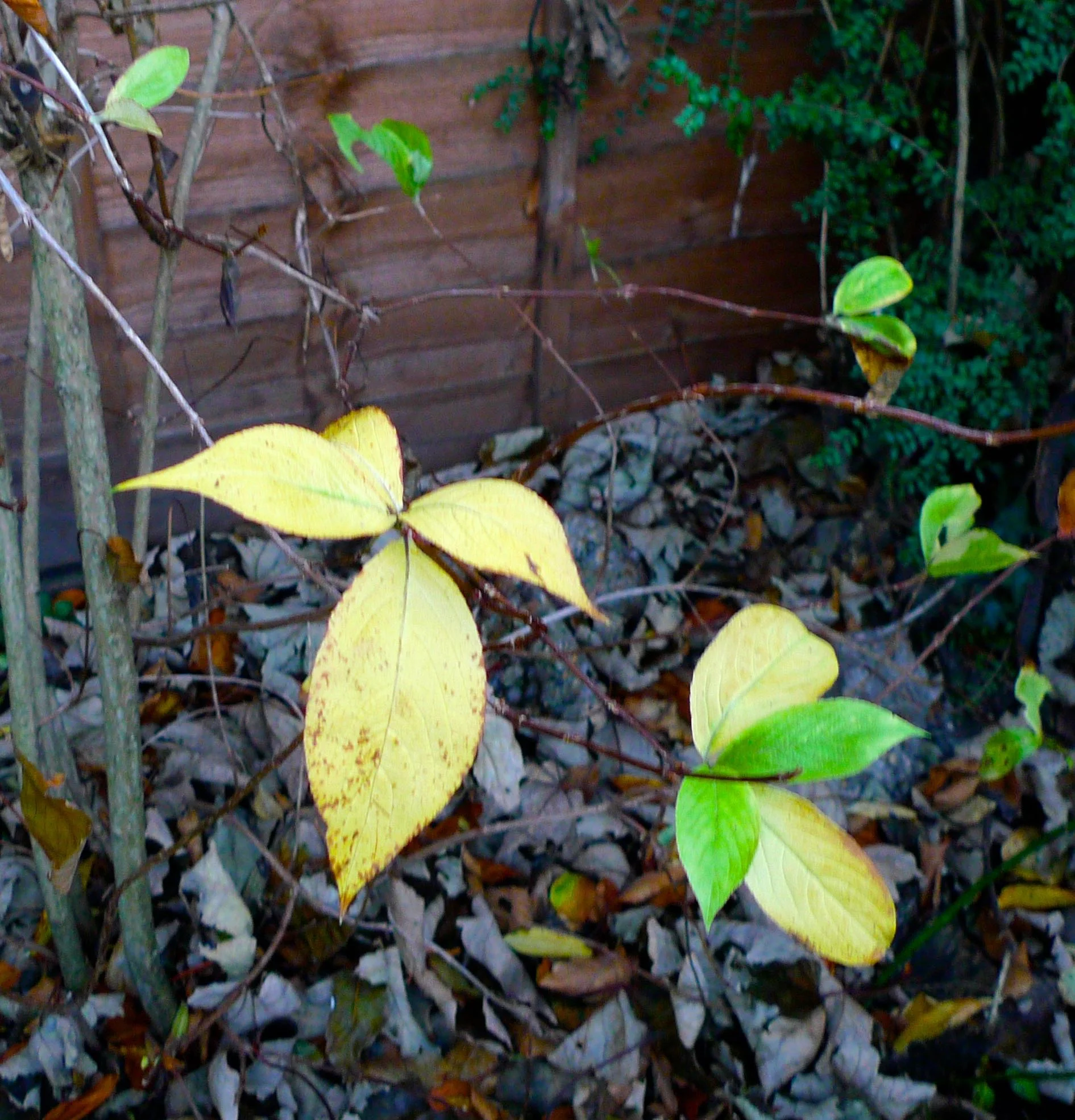 leaves.jpg