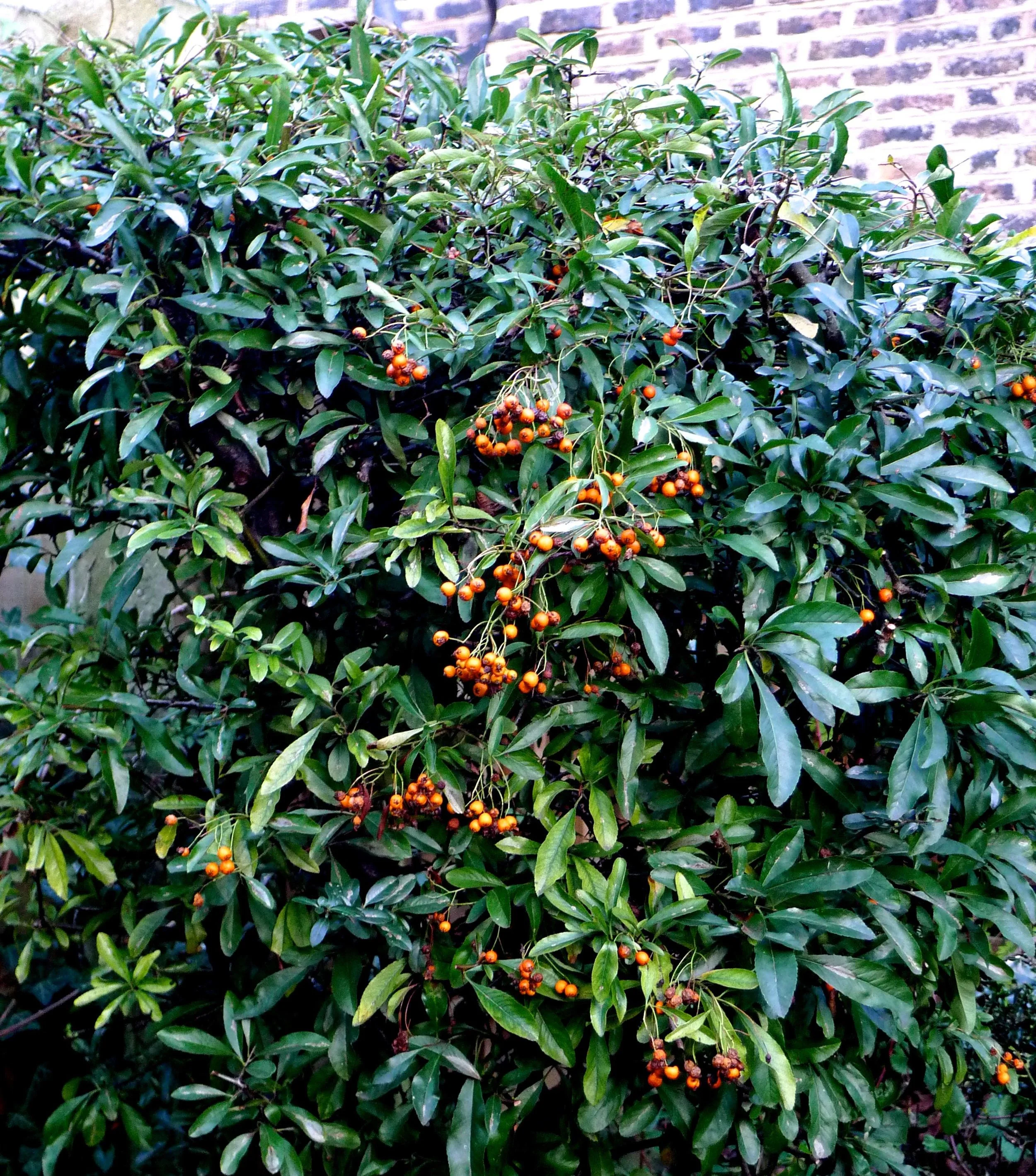 pyracantha.jpg