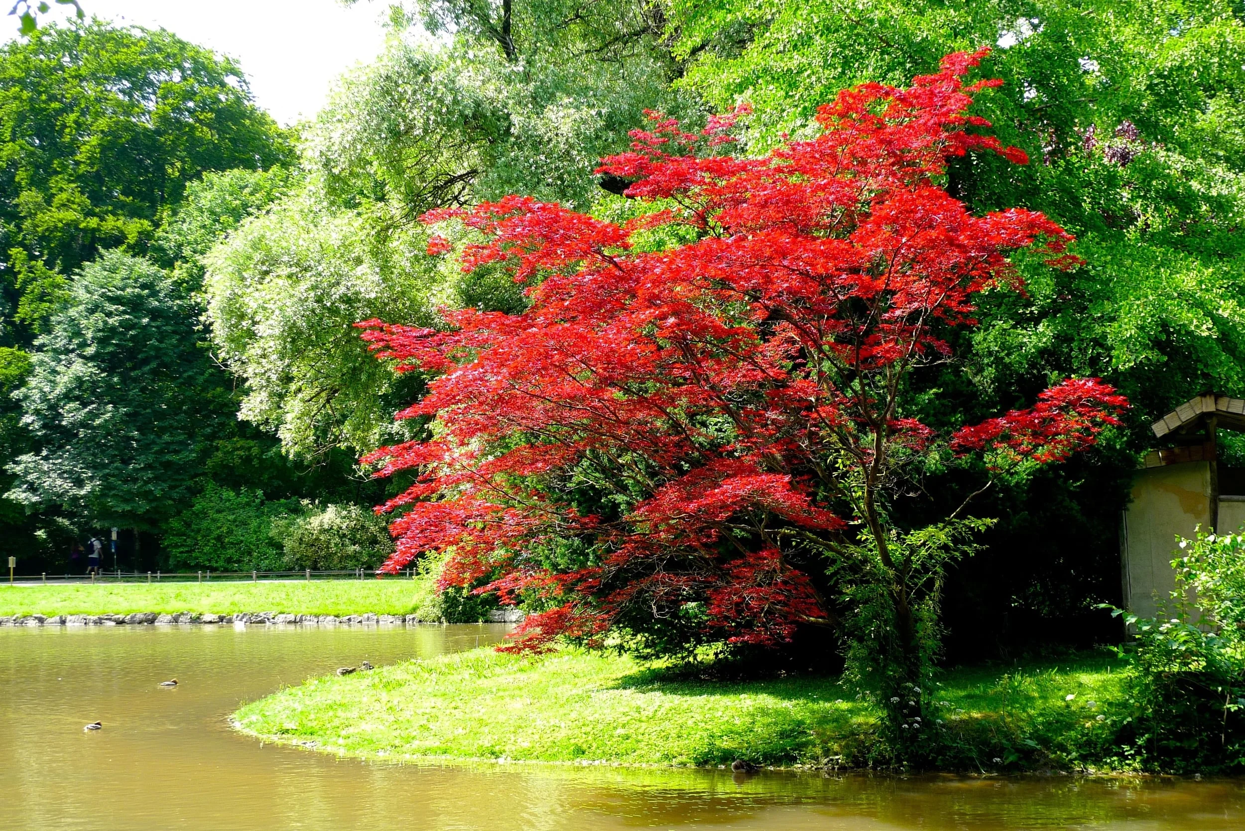 redtreeisland.jpg