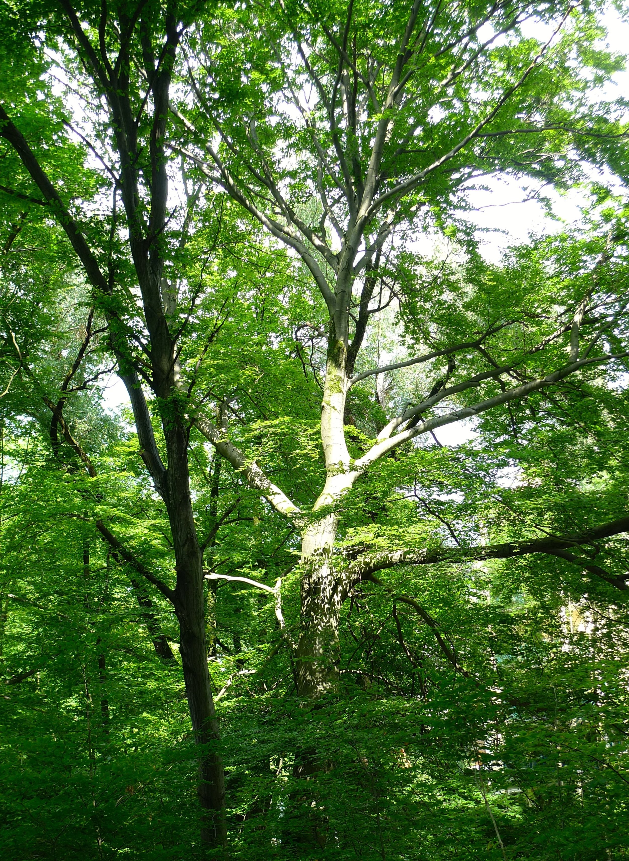 sunlightonthetrunk.jpg