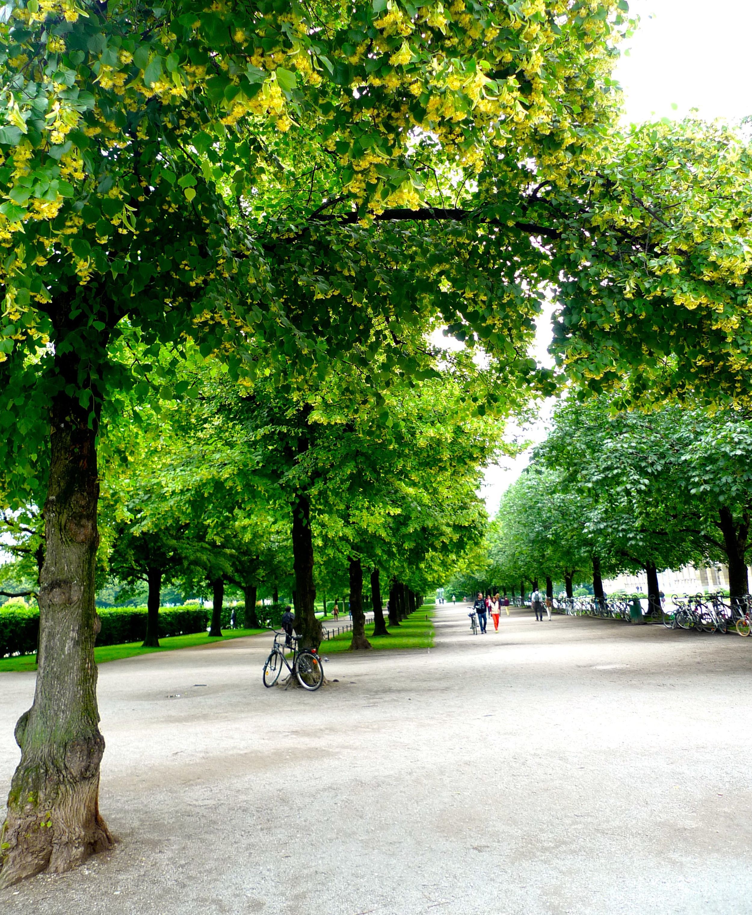 Avenueoftrees