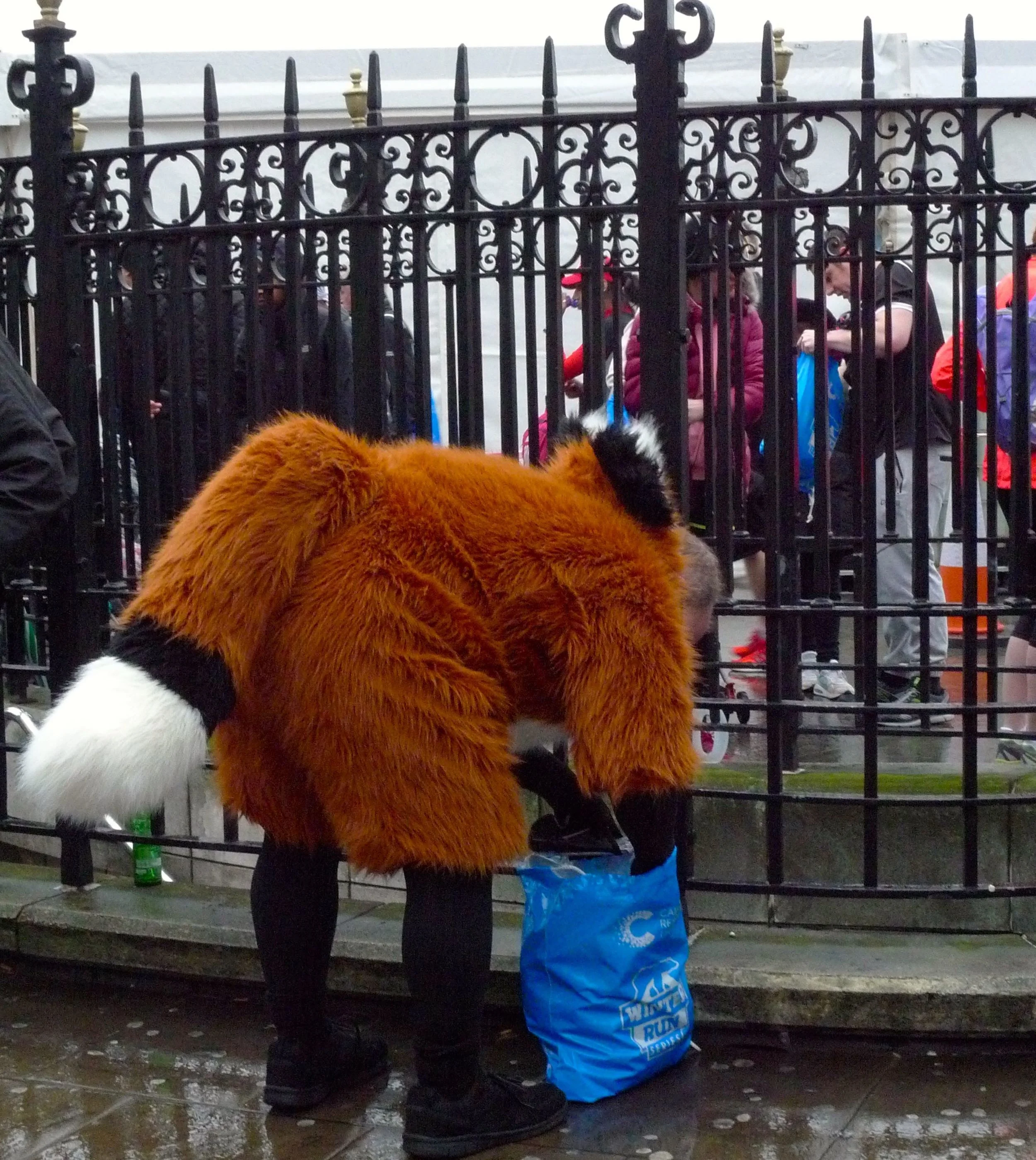 LondonFoxes.jpg