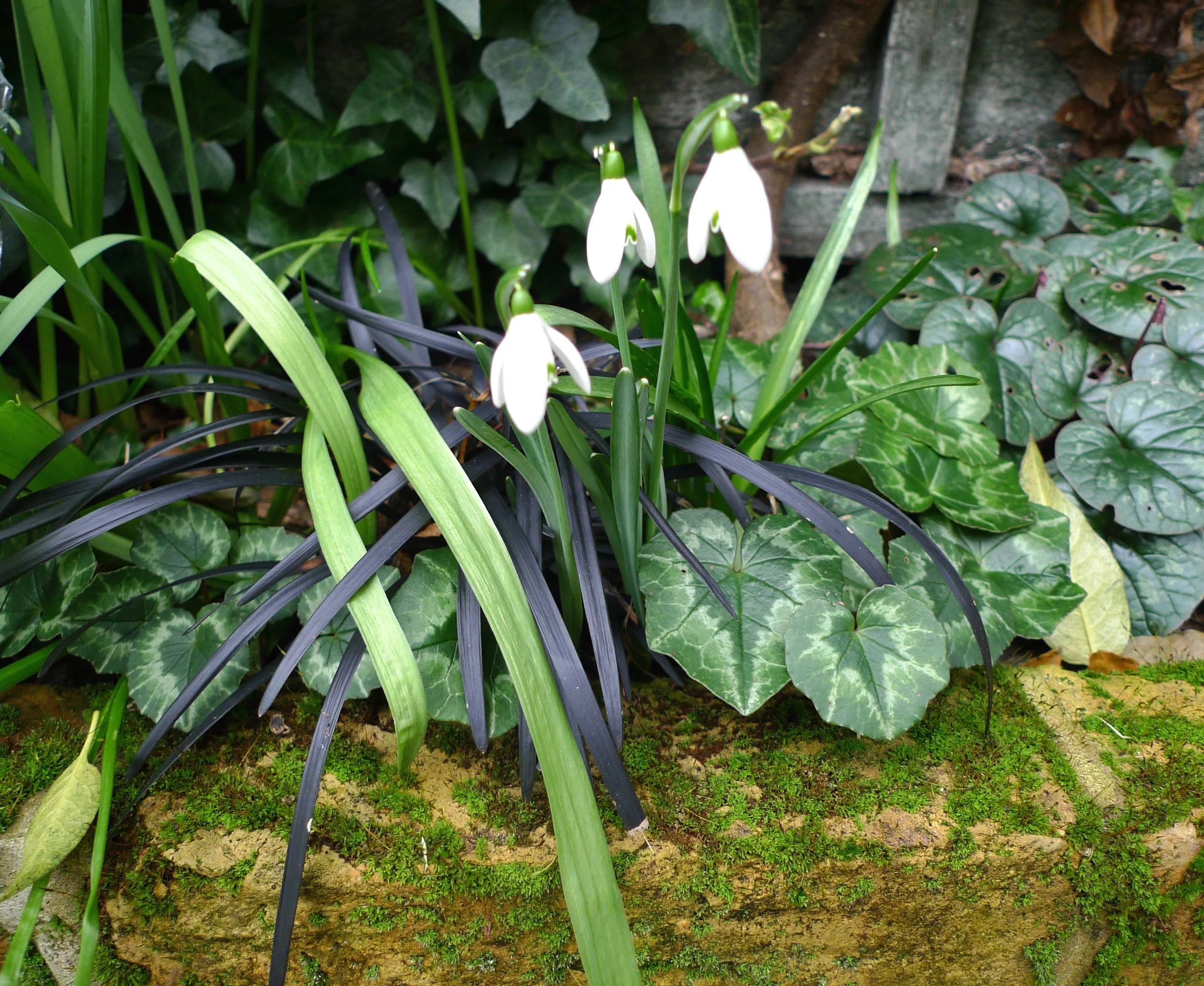 snowdrops
