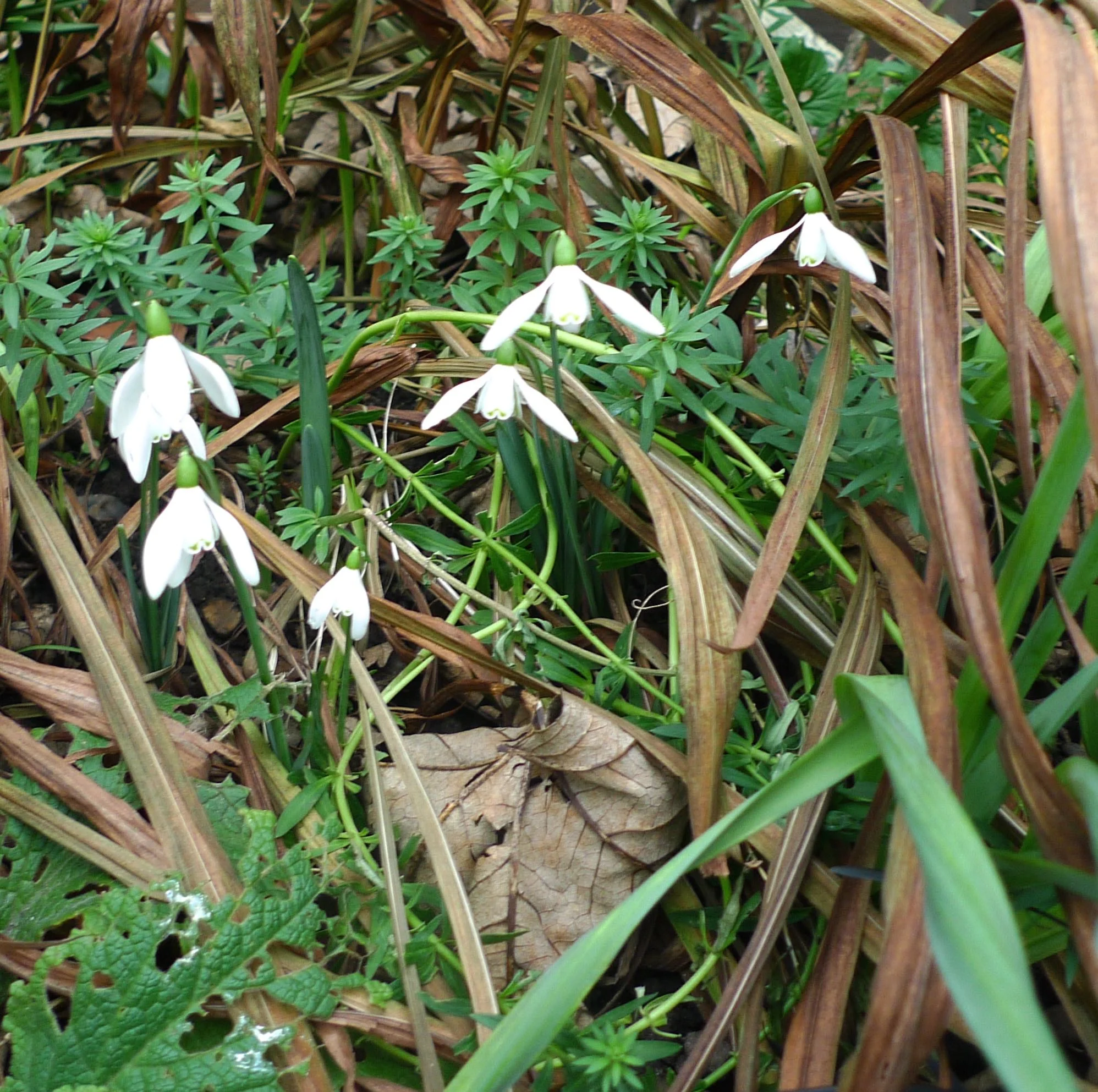 snowdropsandleaves