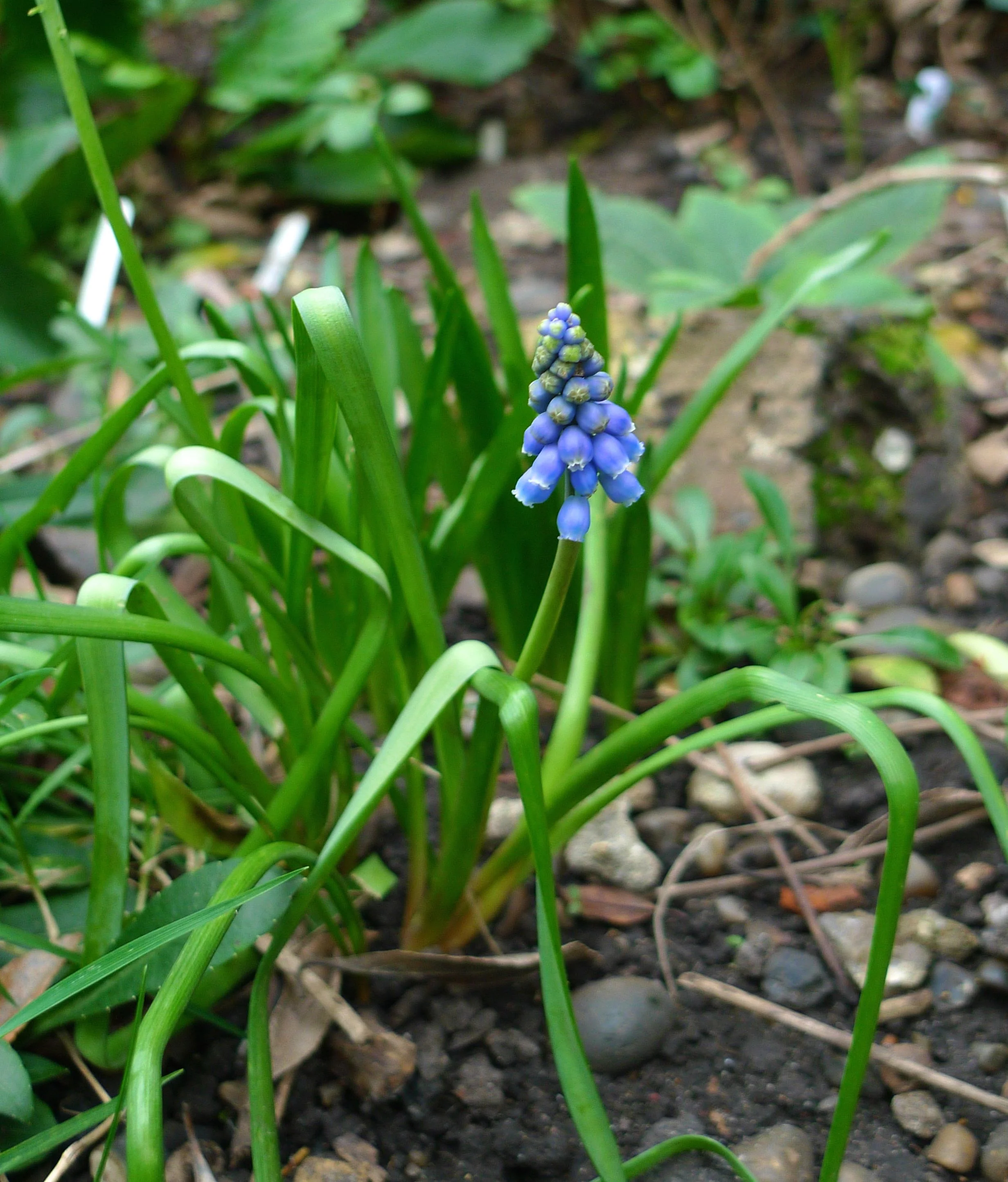 grapehyacinth