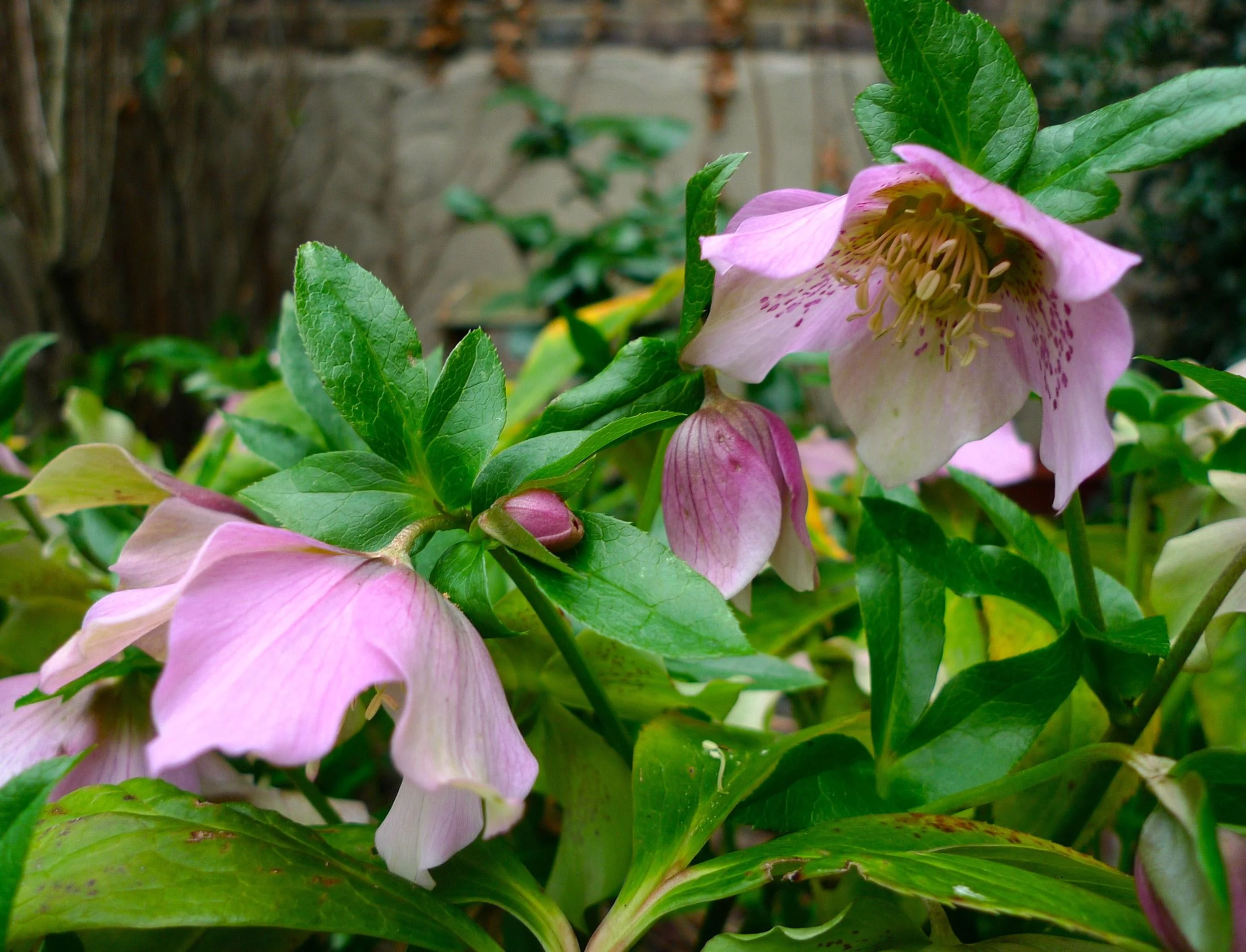 hellebores