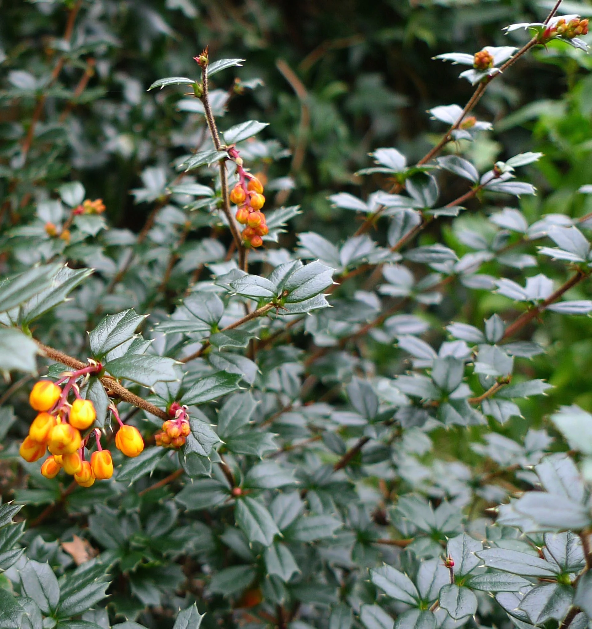 berberis