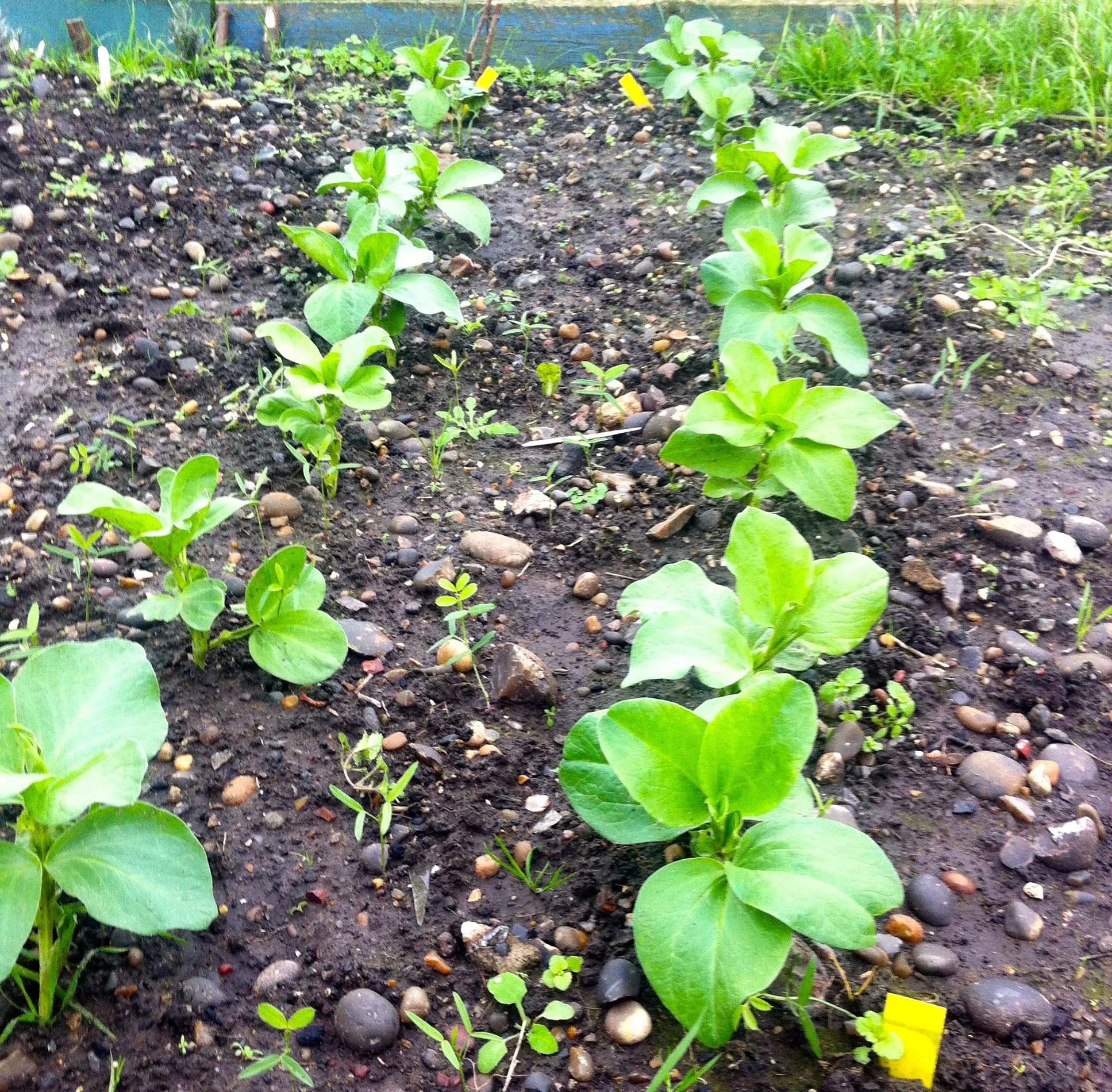 BROAD BEANS