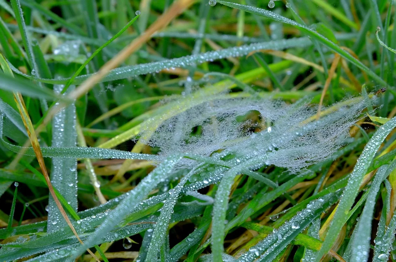 IMAGE SOURCE: PIXABAY