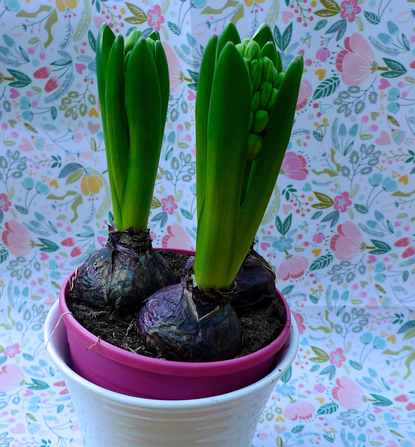 hyacinth in a pot
