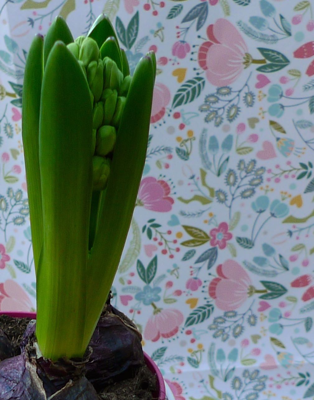 A bargain Hyacinth — Life at 139a