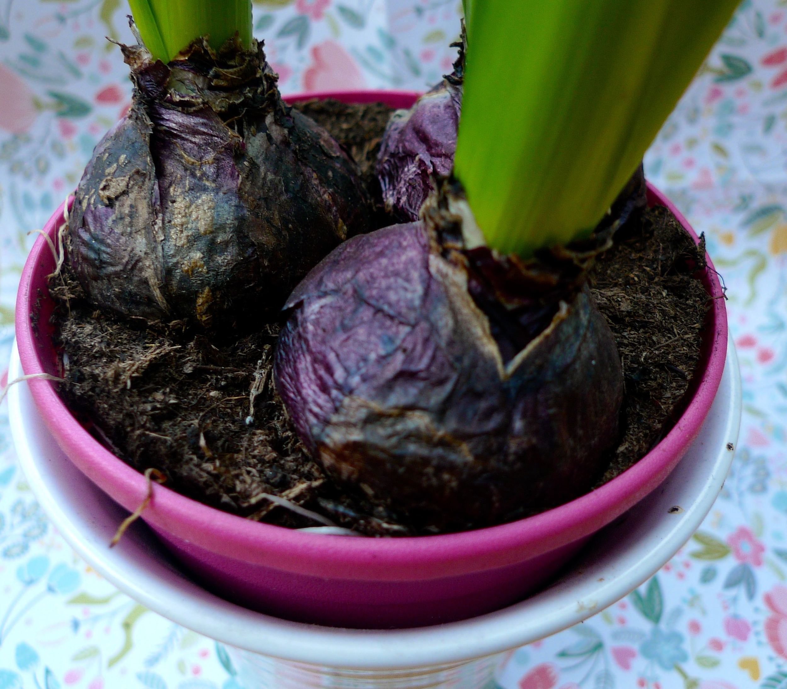 hyacinth bulbs