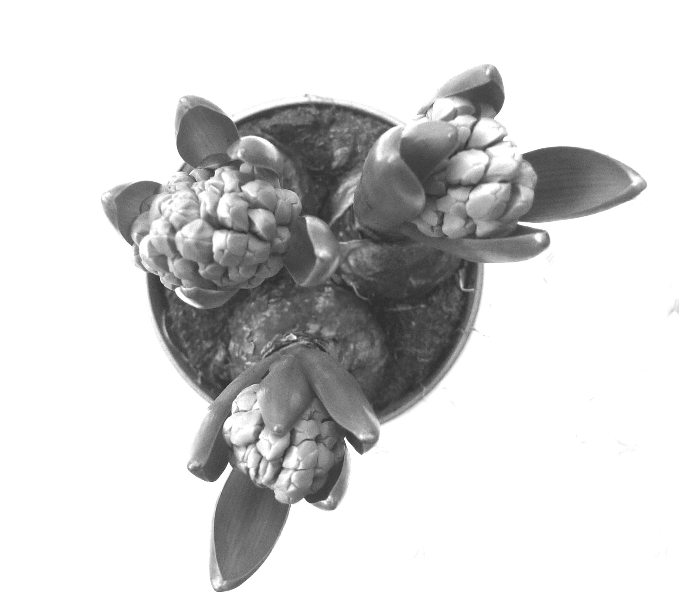 hyacinth in black and white