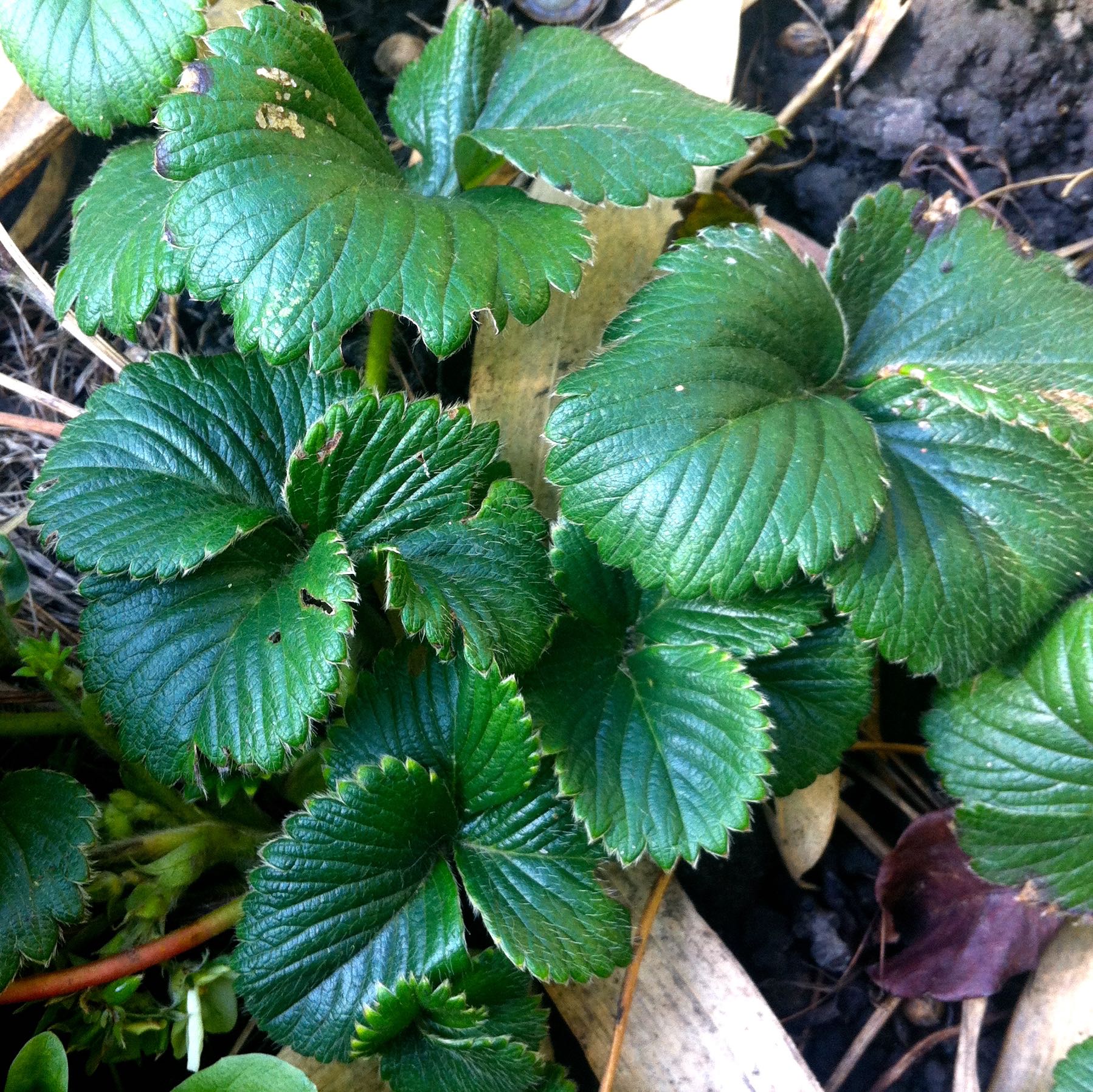 Planting a strawberry border