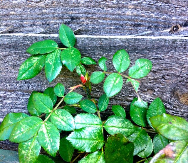 Getrude Jekyll Rose