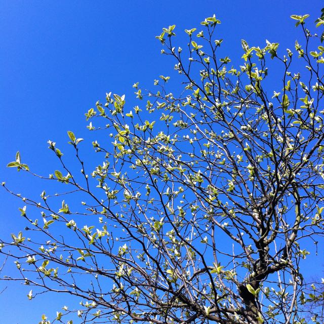 pear tree