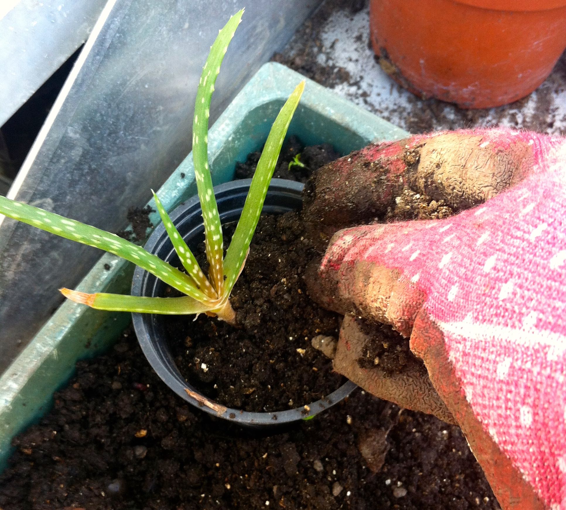 adding extra compost