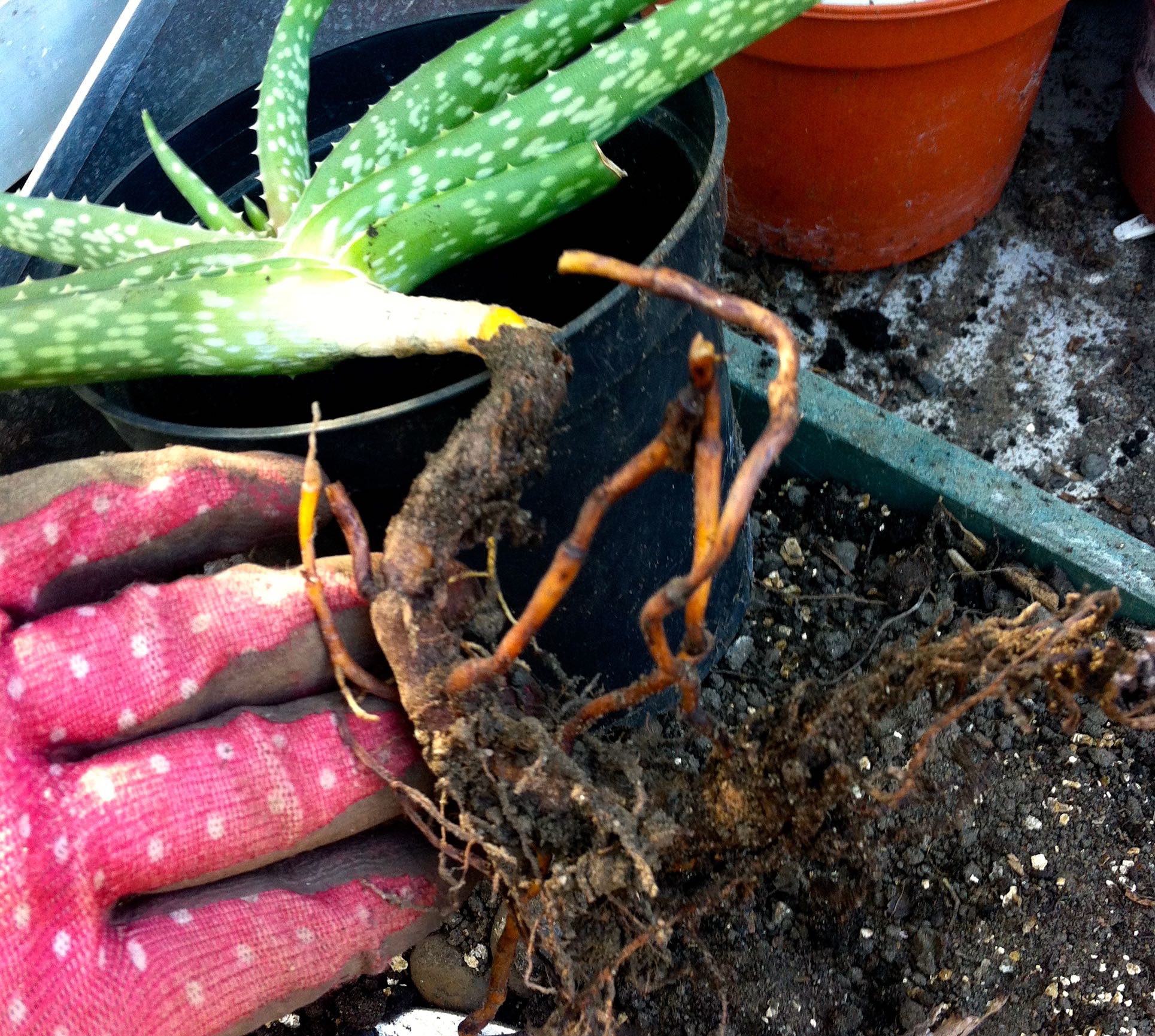 THE MOTHER PLANT WITH AN IMPRESSIVE ROOT SYSTEM