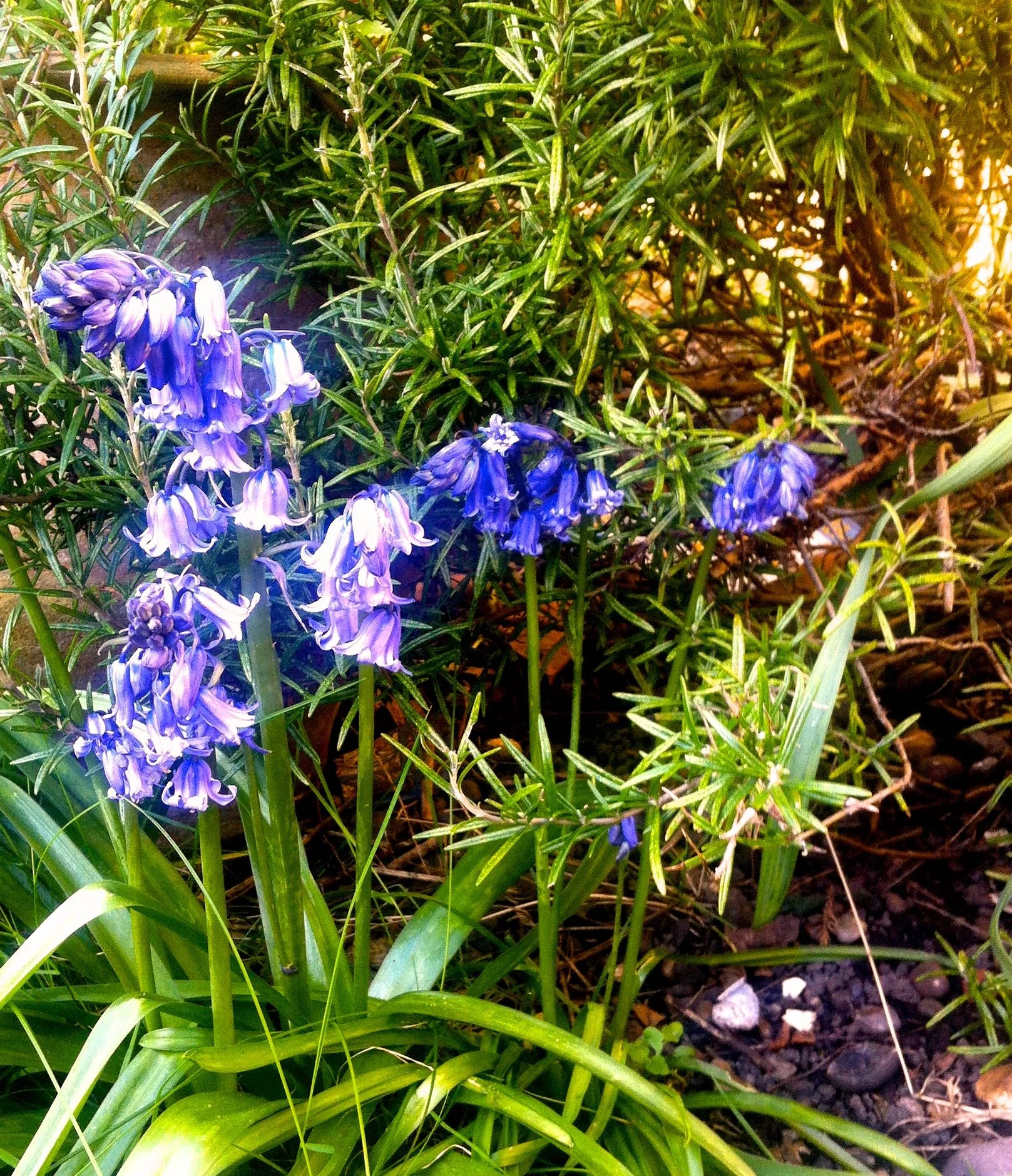 bluebells by the rosemary