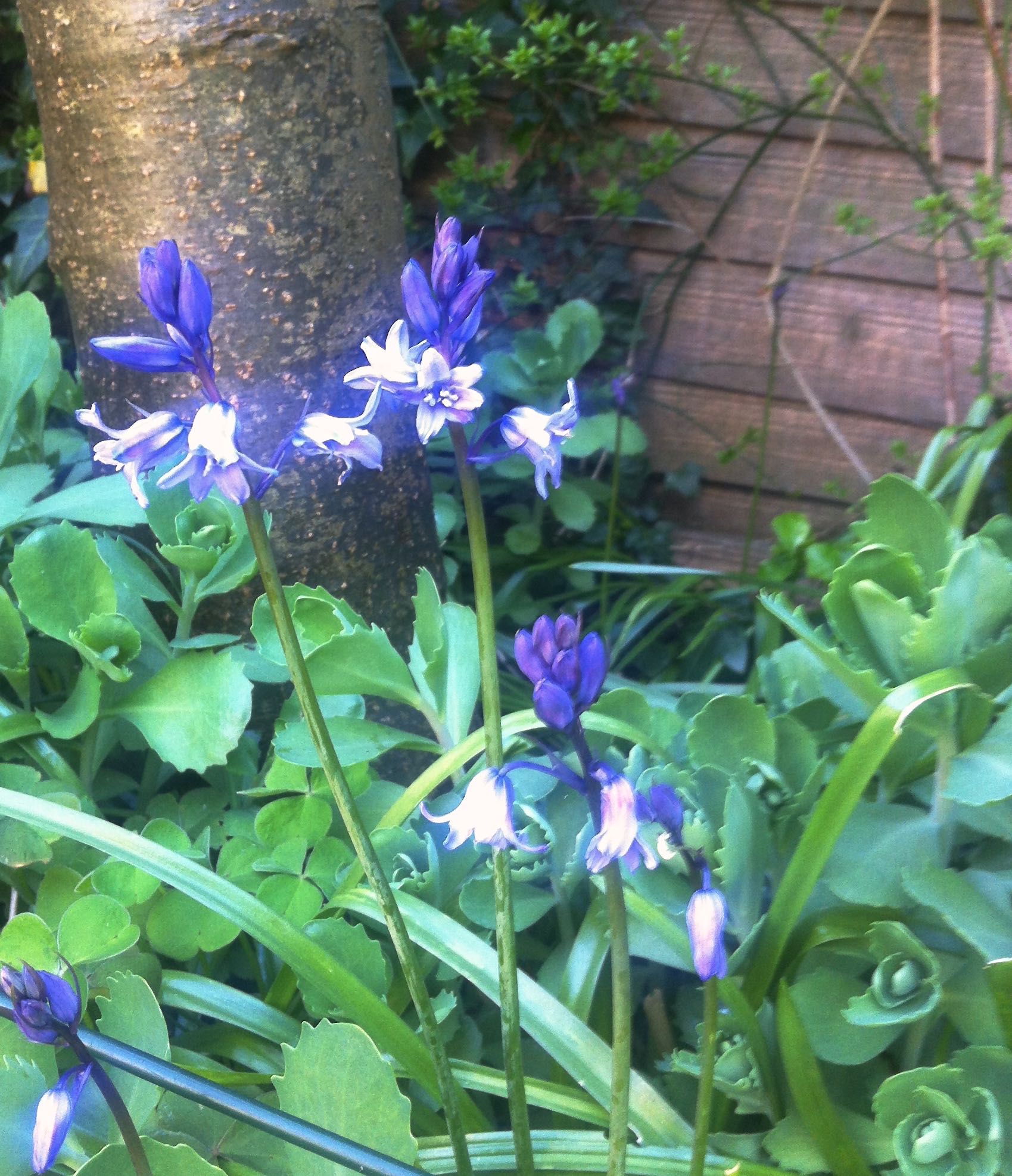 bluebells by the laburnum