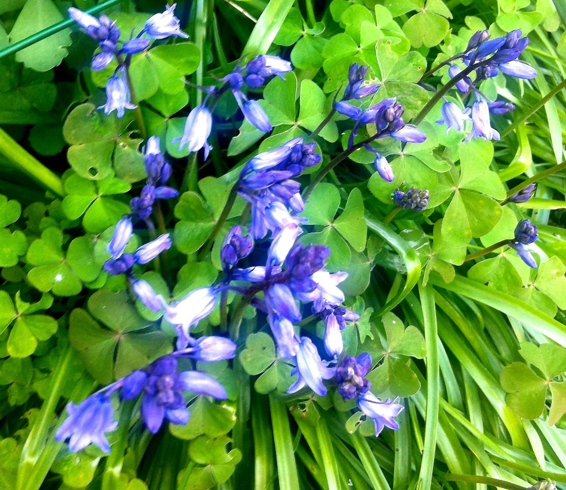 Bluebells and oxalis
