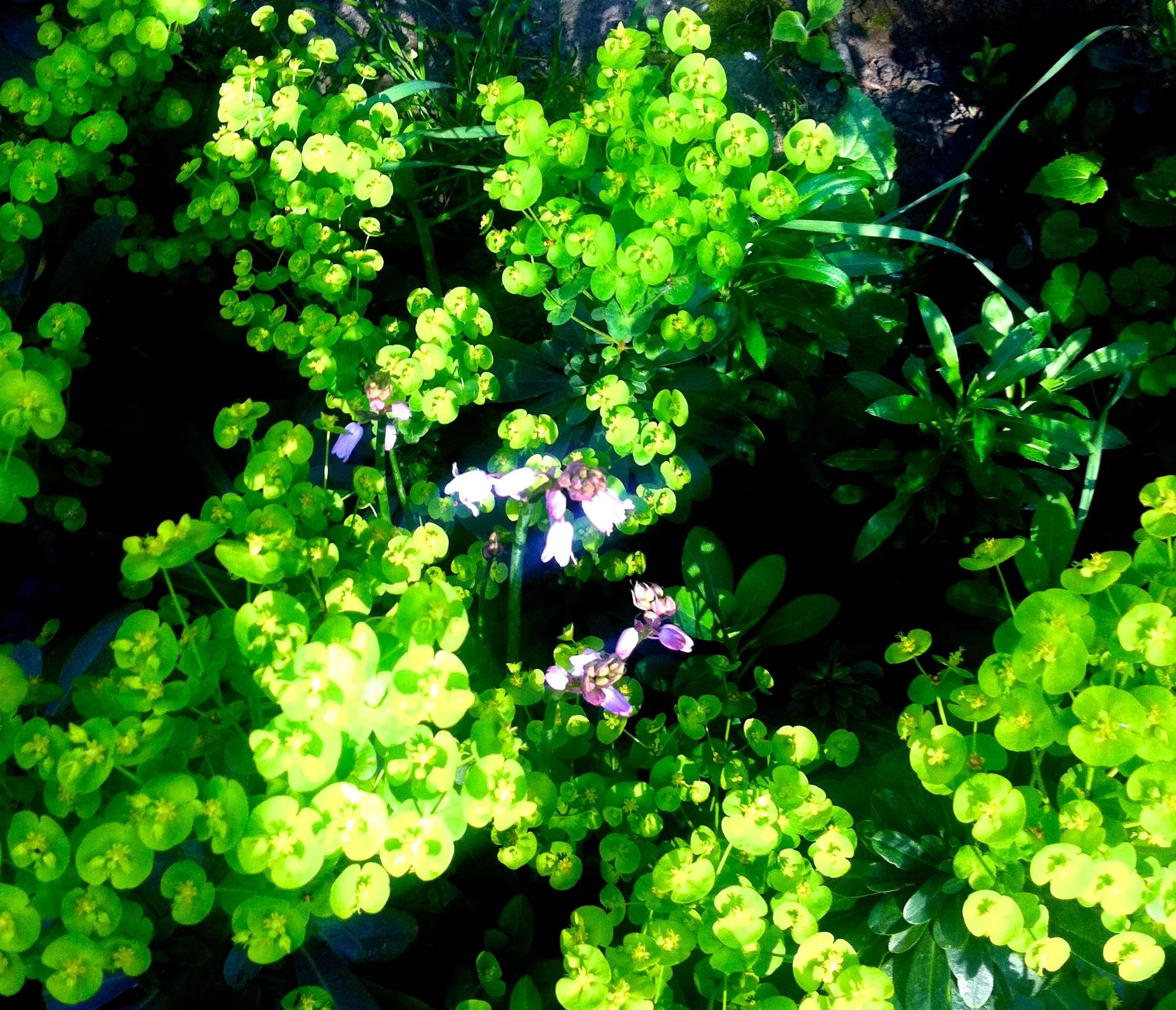 PINKBELLS PEEKING THROUGH THE EUPHORBIA