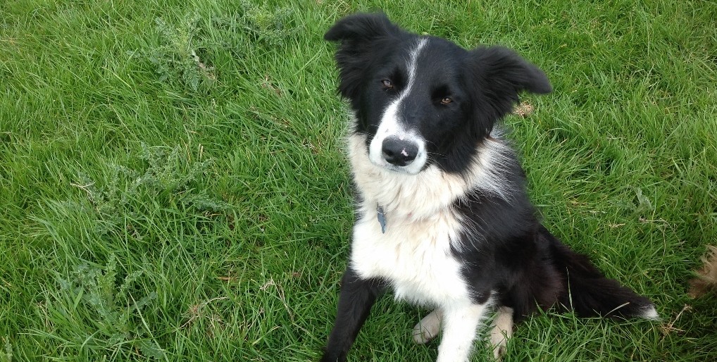 JUST ONE OF THE FRIENDLY FARM DOGS Photo Credit: Ivy Farm, Newark