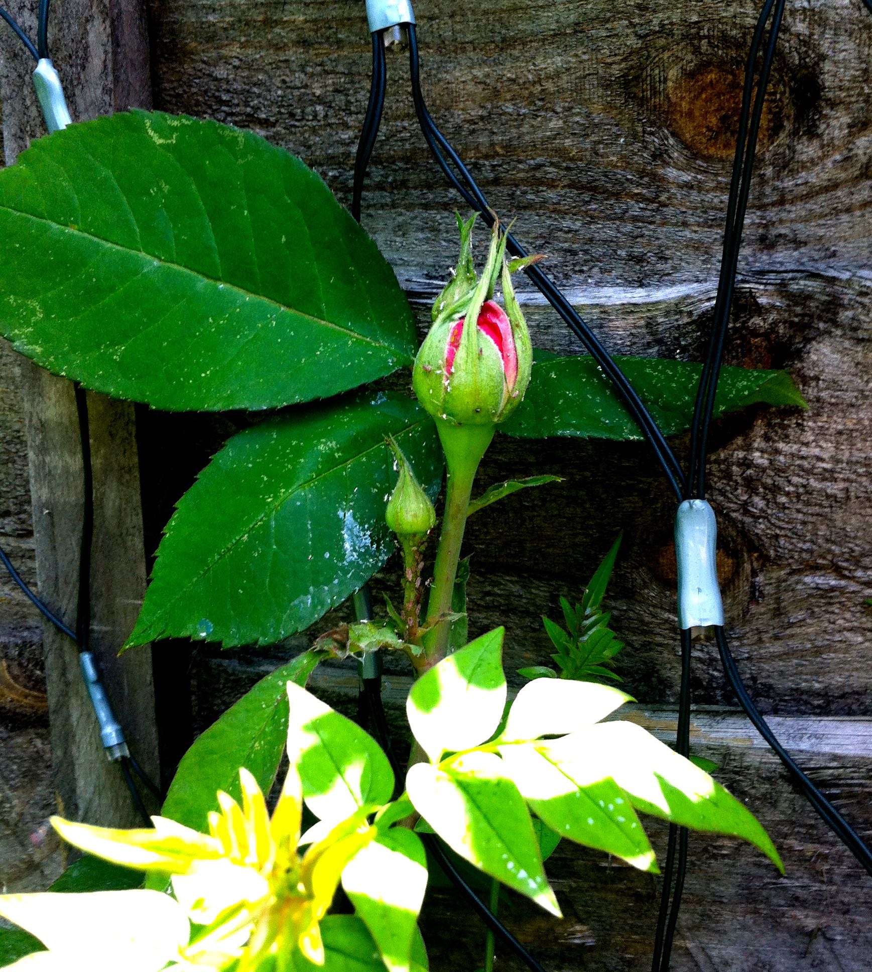 4TH WEDDING ANNIVERSARY PRESENT: GERTRUDE JEKYLL ROSE