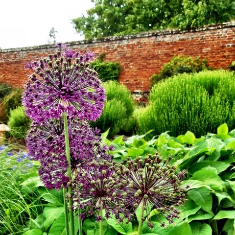 ALLIUMS