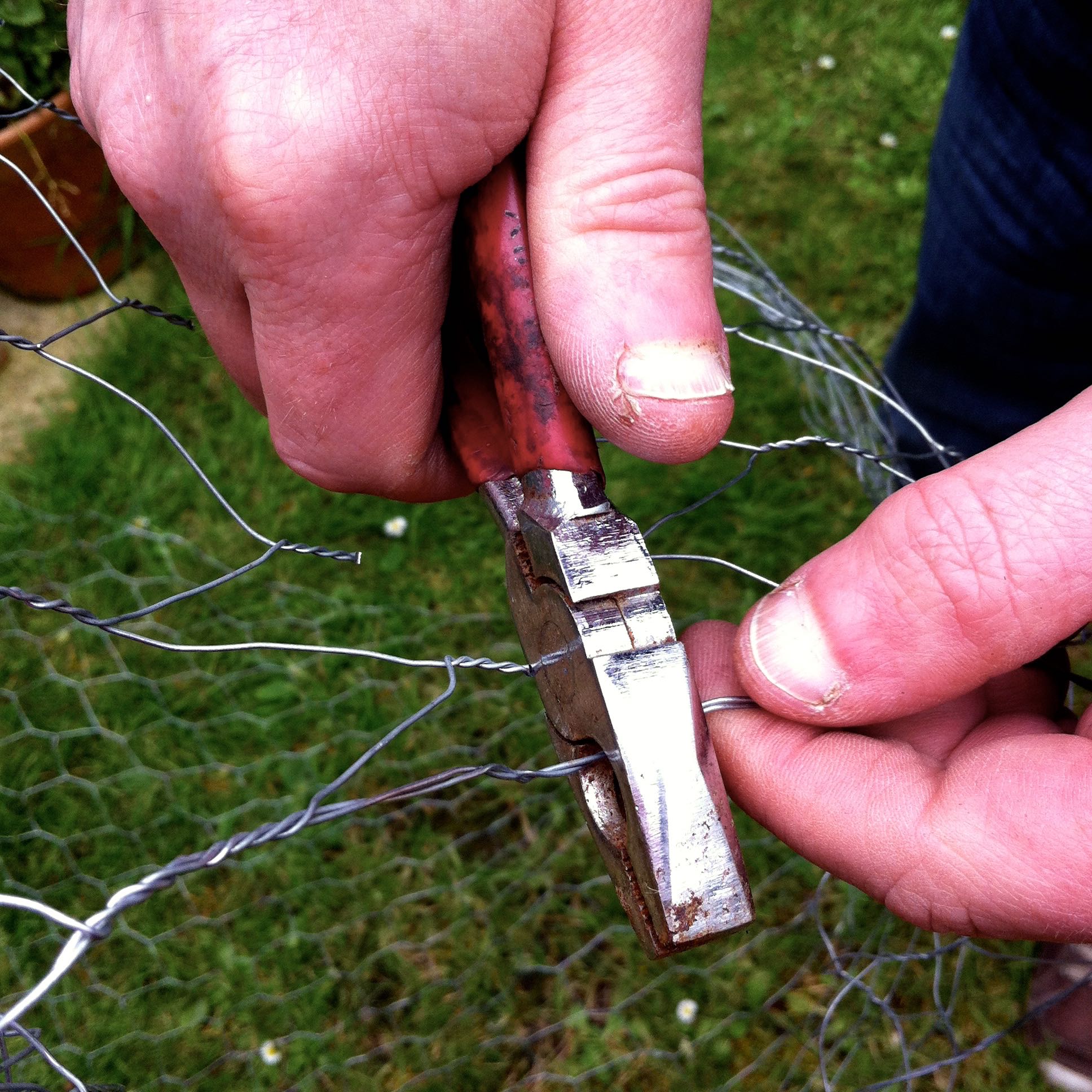 We measured the height of the greenhouse, added a bit more then used pliers to cut the chicken wire